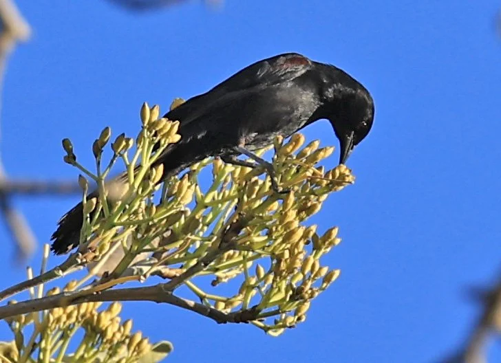 Variable Oriole (Icterus pyrrhopterus) Estancia Campo'í Paraguay (54).jpg