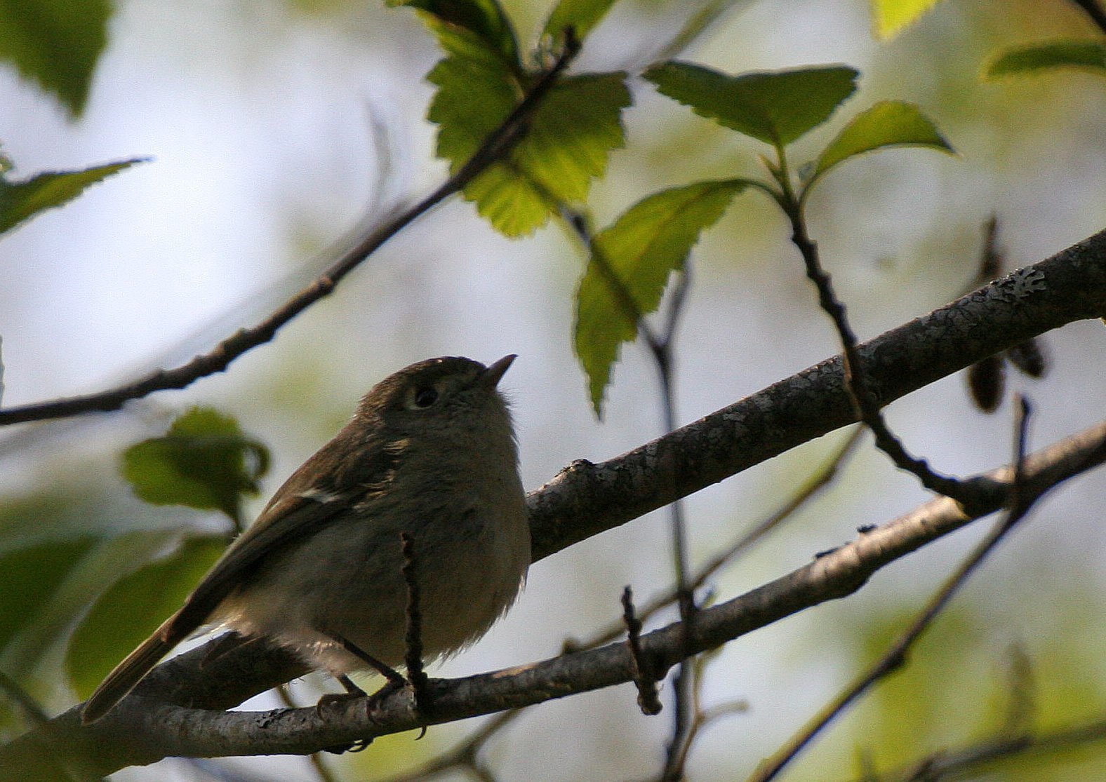 Hutton's Vireo (Vireo huttoni) Lake Farm Olympic Peninsula Washington (36).JPG