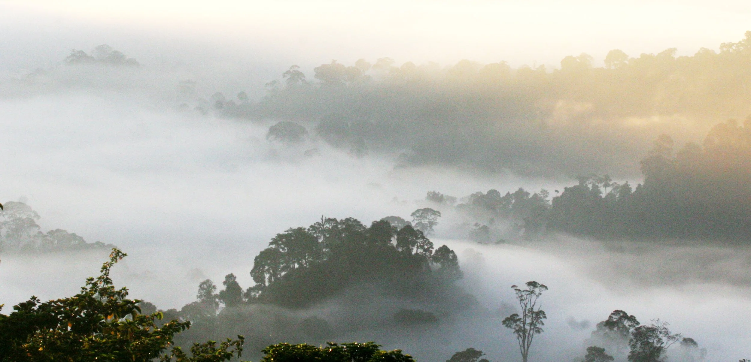 DANUM VALLEY BORNEO - SUNRISE OVER THE DANUM (47).JPG