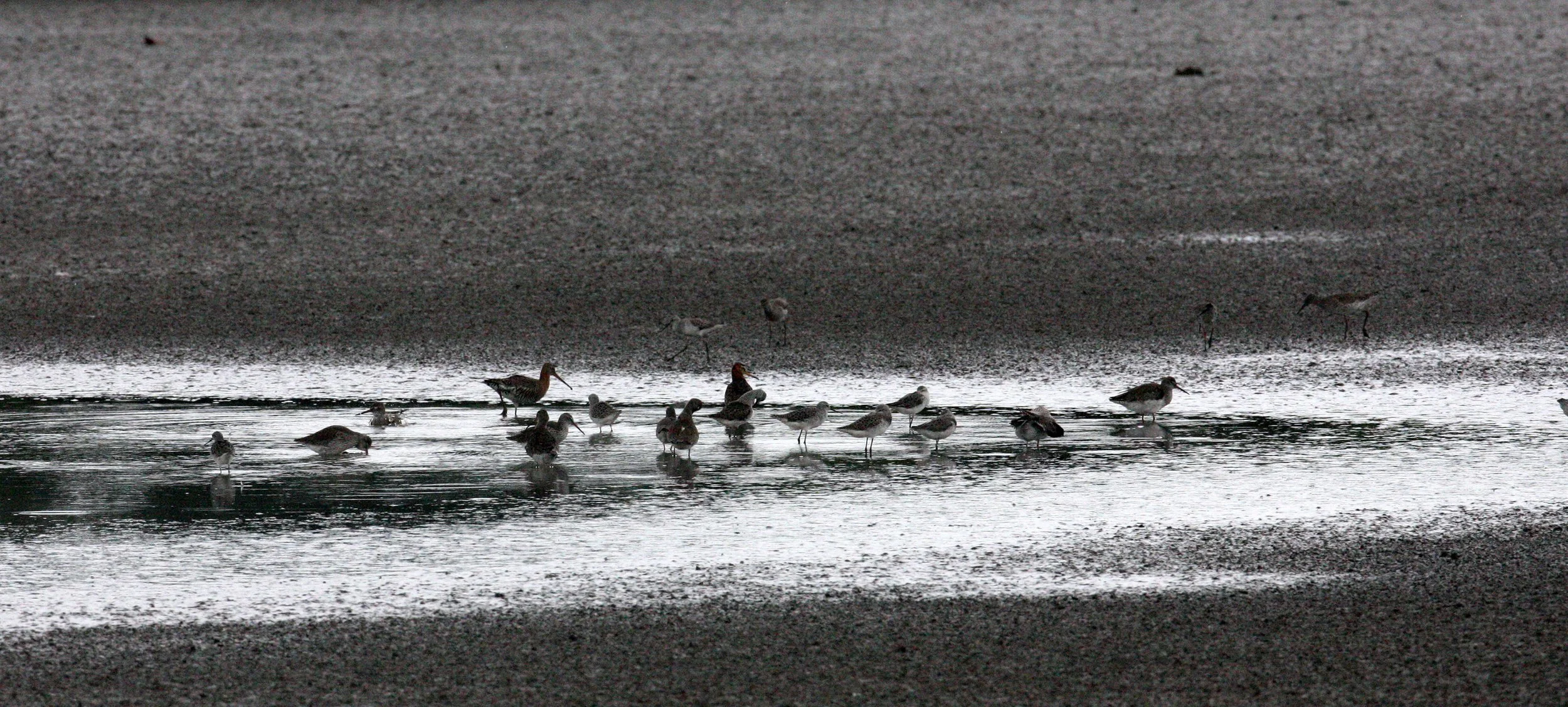 BIRD - GREENSHANK - COMMON GREENSHANK WITH BLACK-TAILED GODWIT AND SPOTTED REDSHANK - MAI PO WETLANDS HONG KONG (1).JPG