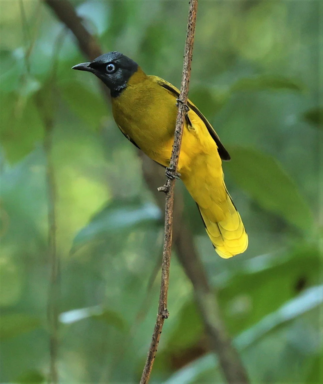 BULBUL - BLACK HEADED BULBUL - Pycnonotus atriceps - WAT THAM PRATHUM CHONBURI JAN 30 2022 (35).jpg