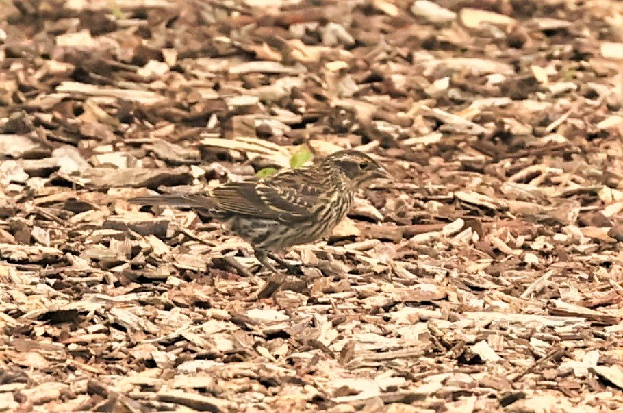 Fox Sparrow (Passerella iliaca) Lincoln Marsh Wheaton Illinois (6).jpg