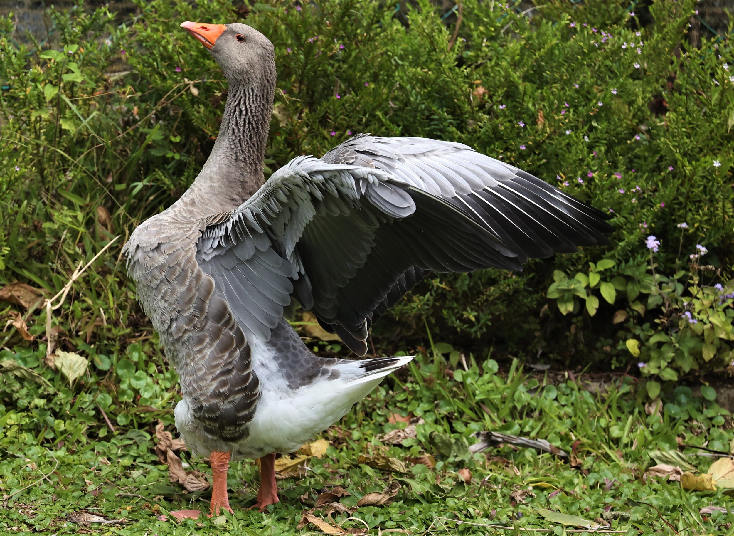 Anser anser - GREYLAG GOOSE - FRASER'S HILL RAUB DISTRICT PAHANG MALAYSIA (8).jpg