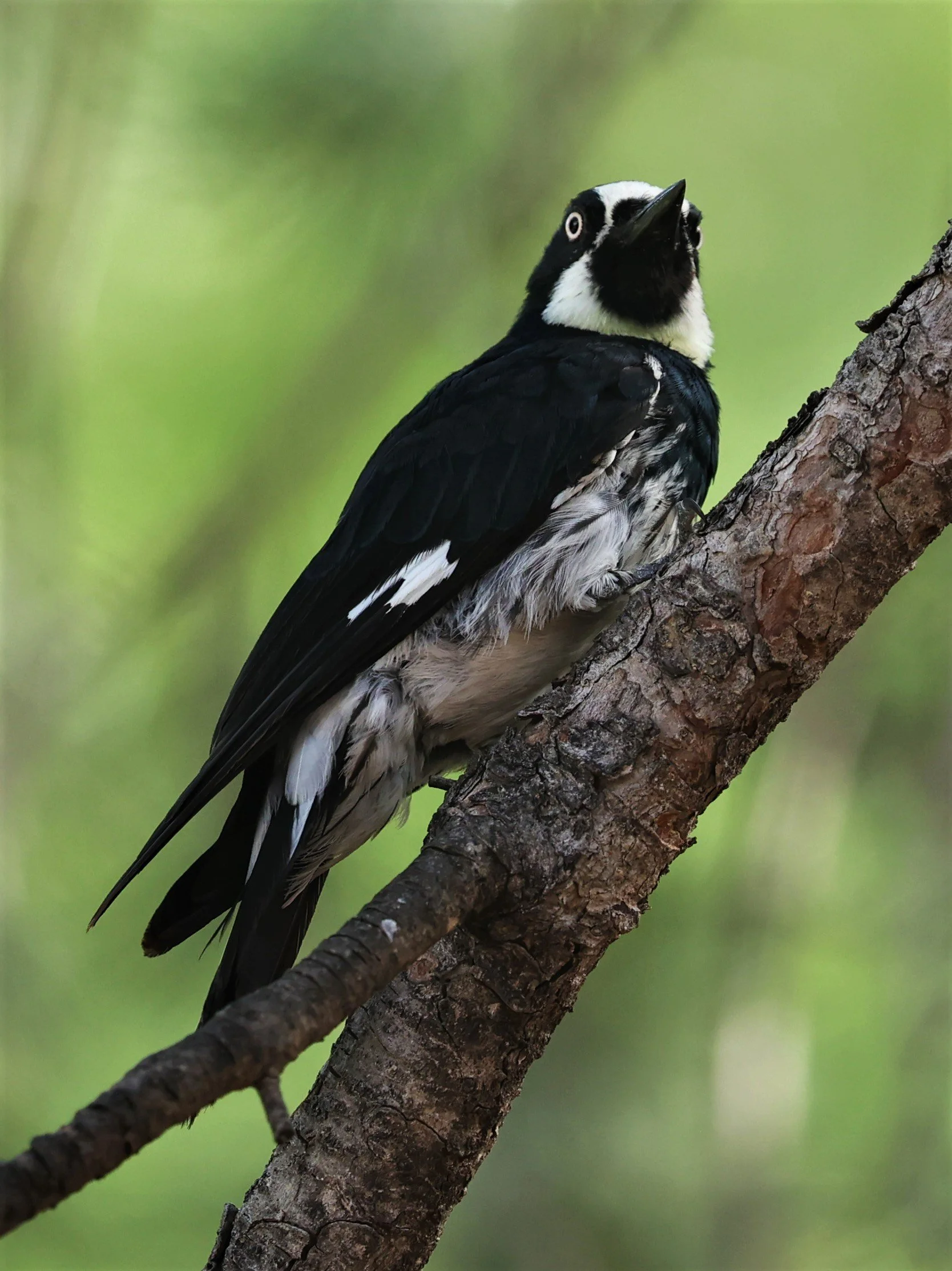 Melanerpes formicivorus - ACORN WOODPECKER - CAVE CREEK ARIZONA AUGUST 2022 (21).jpg
