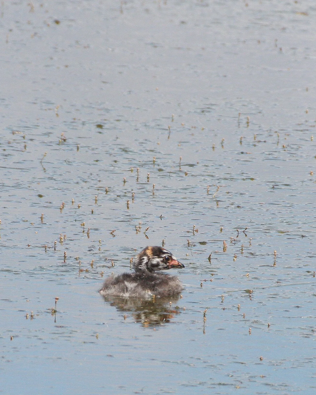 Pied-billed Grebe (Podilymbus podiceps) Ridgefield NWR Washington (13).JPG