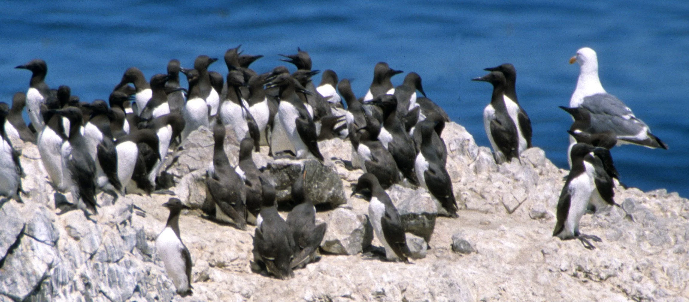 Uria aalge - COMMON MURRE - OREGON COAST (2).jpg