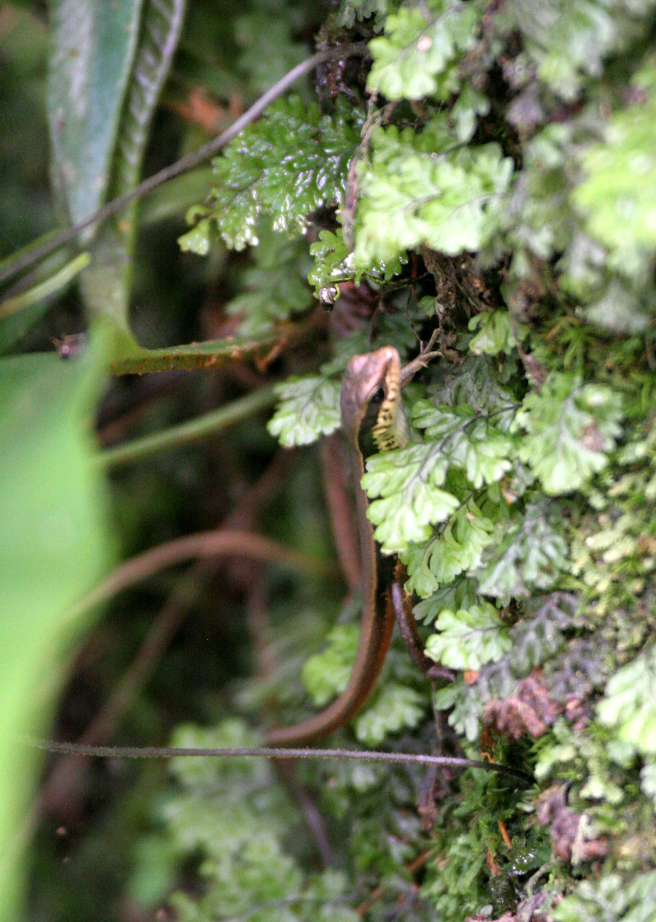 Sphenomorphus indicus - INDIAN FOREST SKINK - KHAO YAI NATIONAL PARK THAILAND (3).JPG
