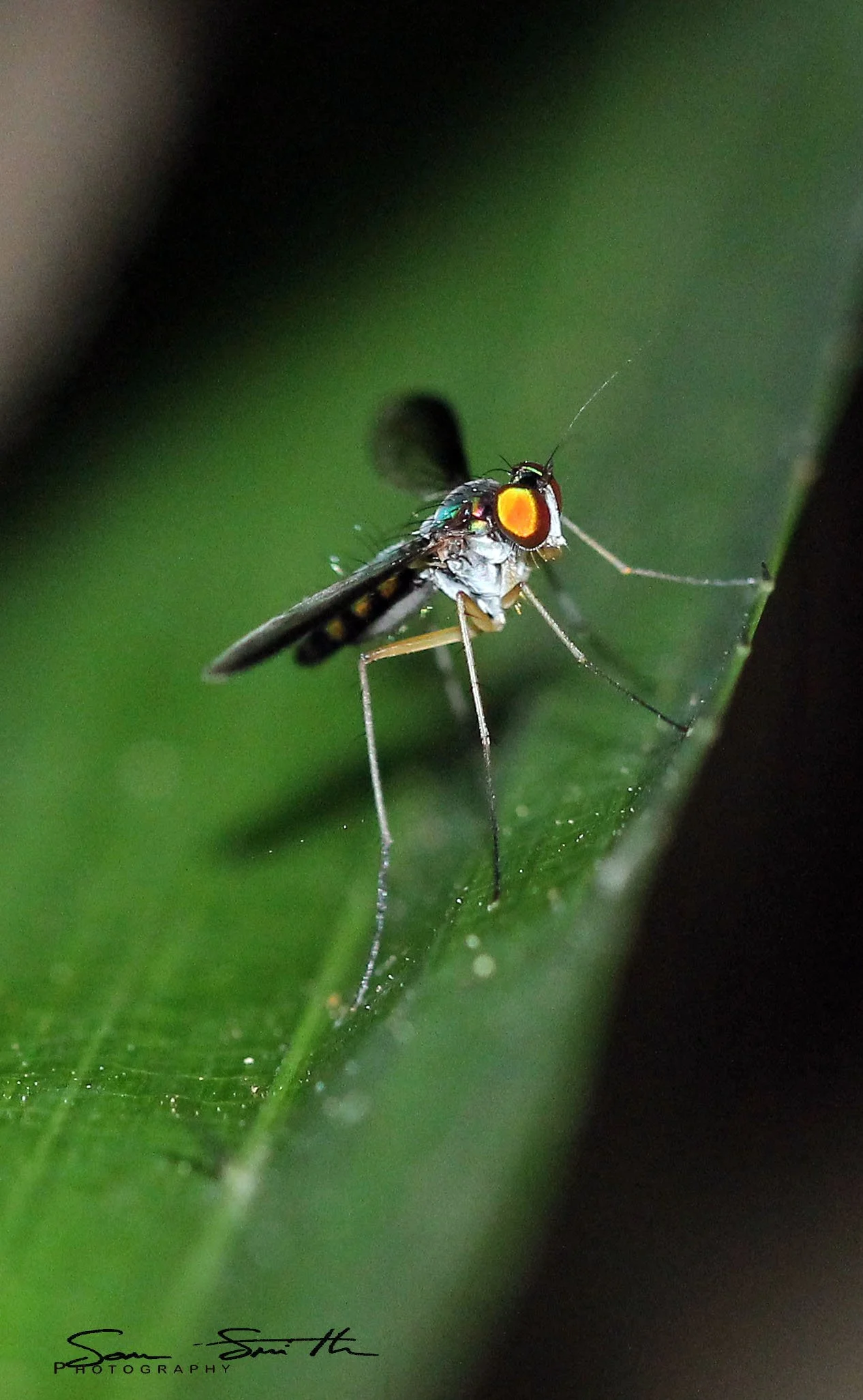 Diptera species - Koh Lanta, Thailand (7).JPG
