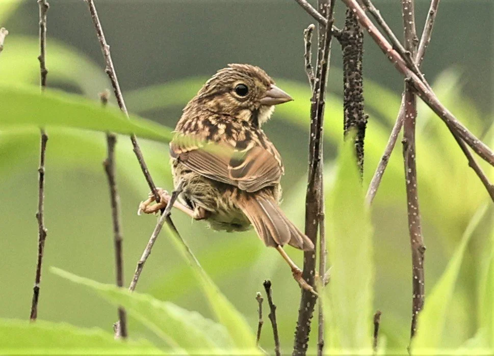 Savannah Sparrow (Passerculus sandwichensis) Lincoln Marsh Wheaton Illinois (3).jpg
