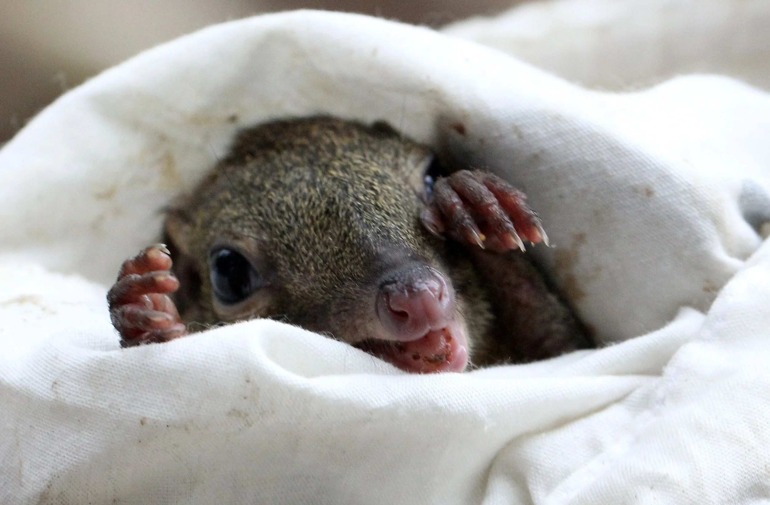 Tupaia glis longipes - COMMON TREE SHREW - KOH LANTA THAILAND - ORDER SCANDENTIA (11).JPG