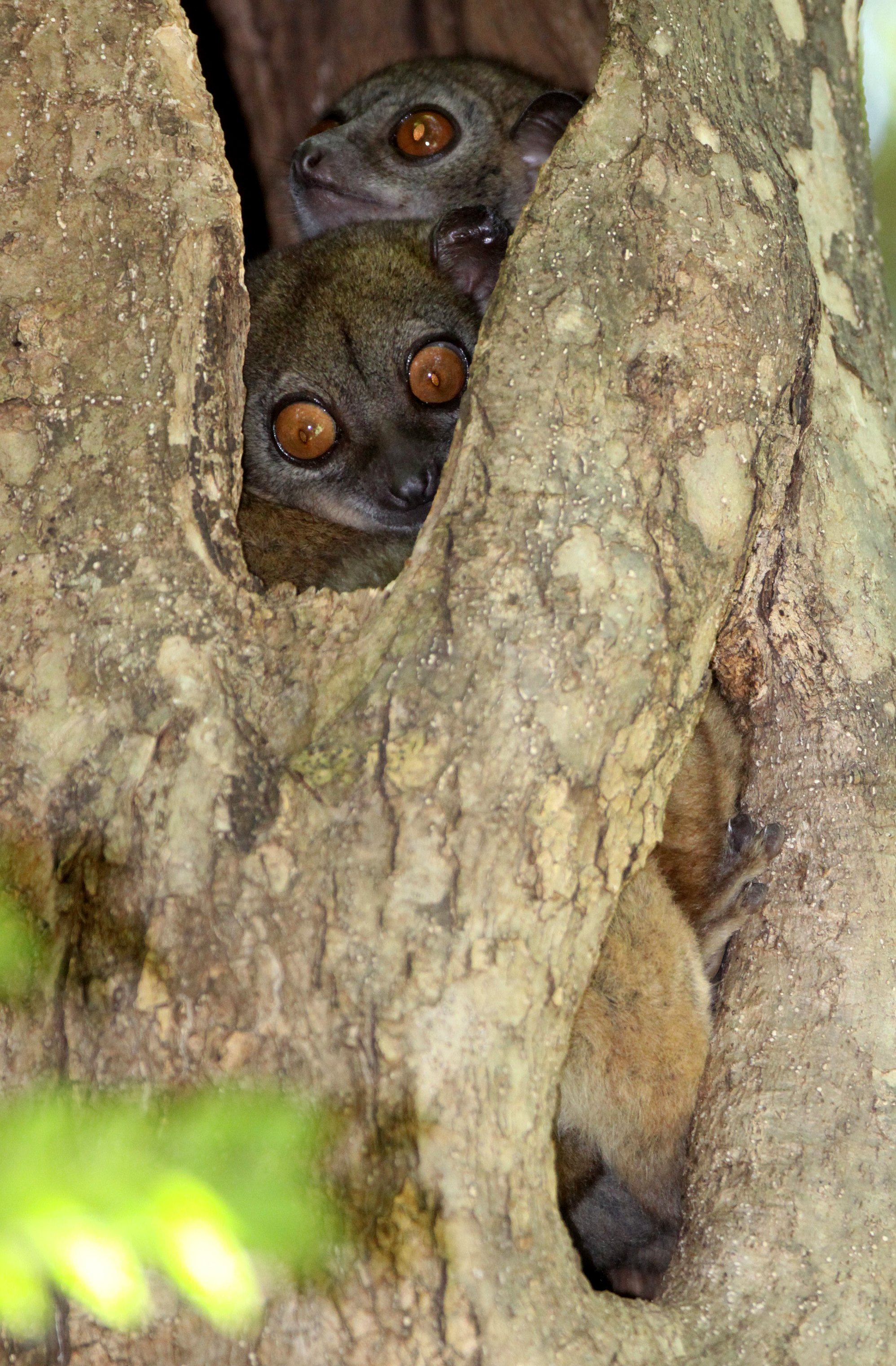 LEPILEMURIDAE - Lepilemur ankaranensis - ANKARANA NATIONAL PARK MADAGASCAR (116).JPG