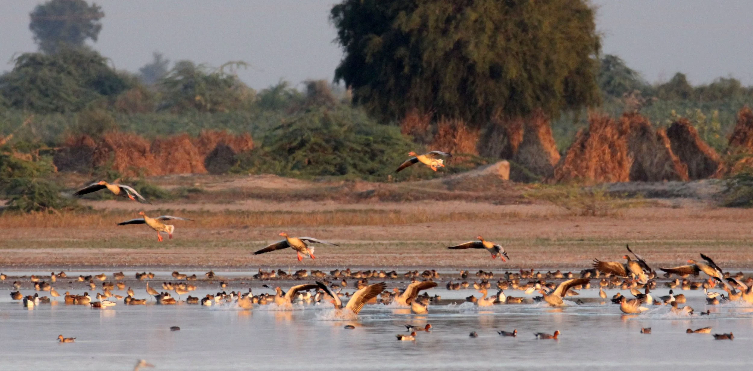 GOOSE - GREYLAG GOOSE - Anser anser - LITTLE RANN OF KUTCH GUJARAT INDIA (11).JPG