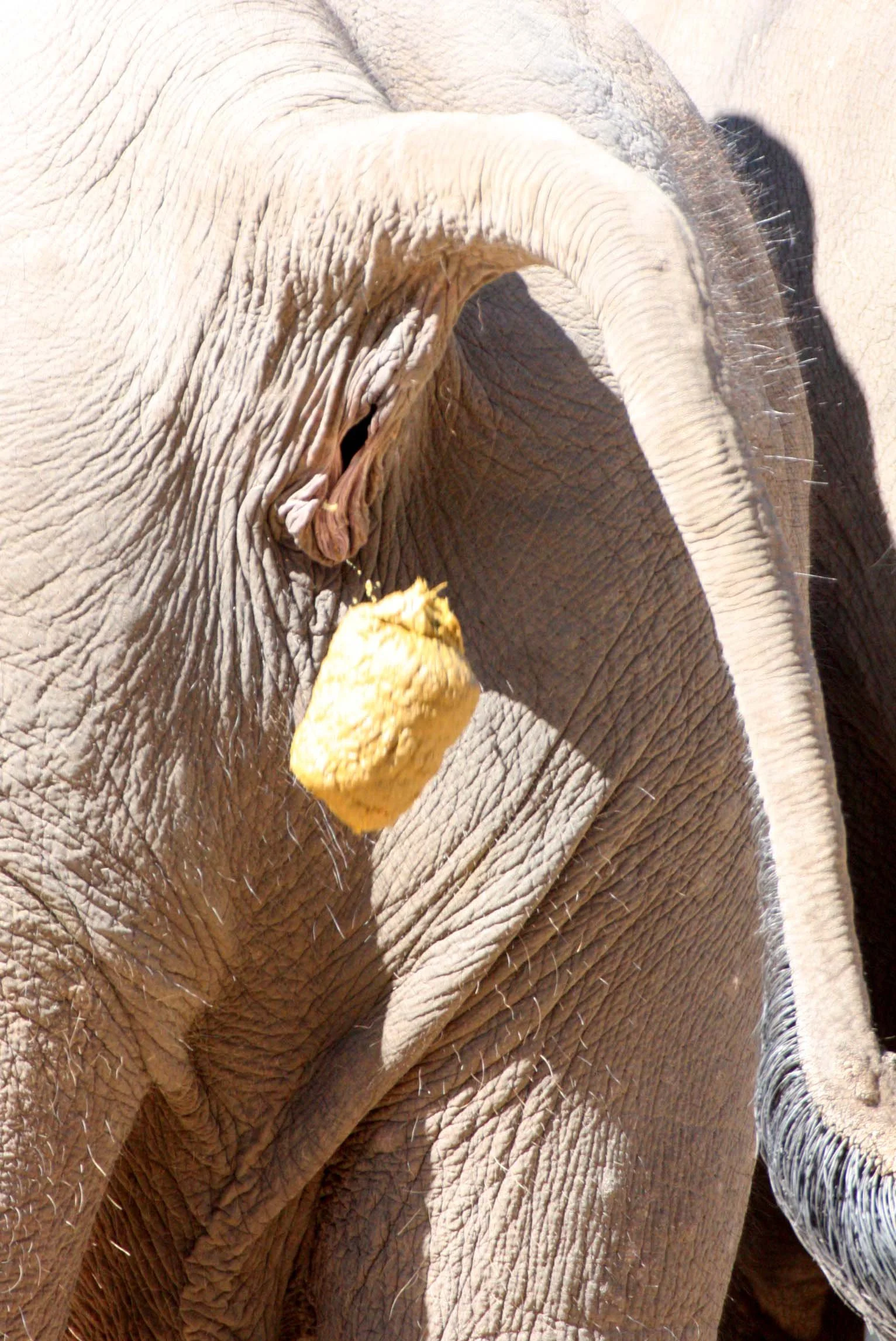 2008 Lampang City & Elephant Center (75).JPG