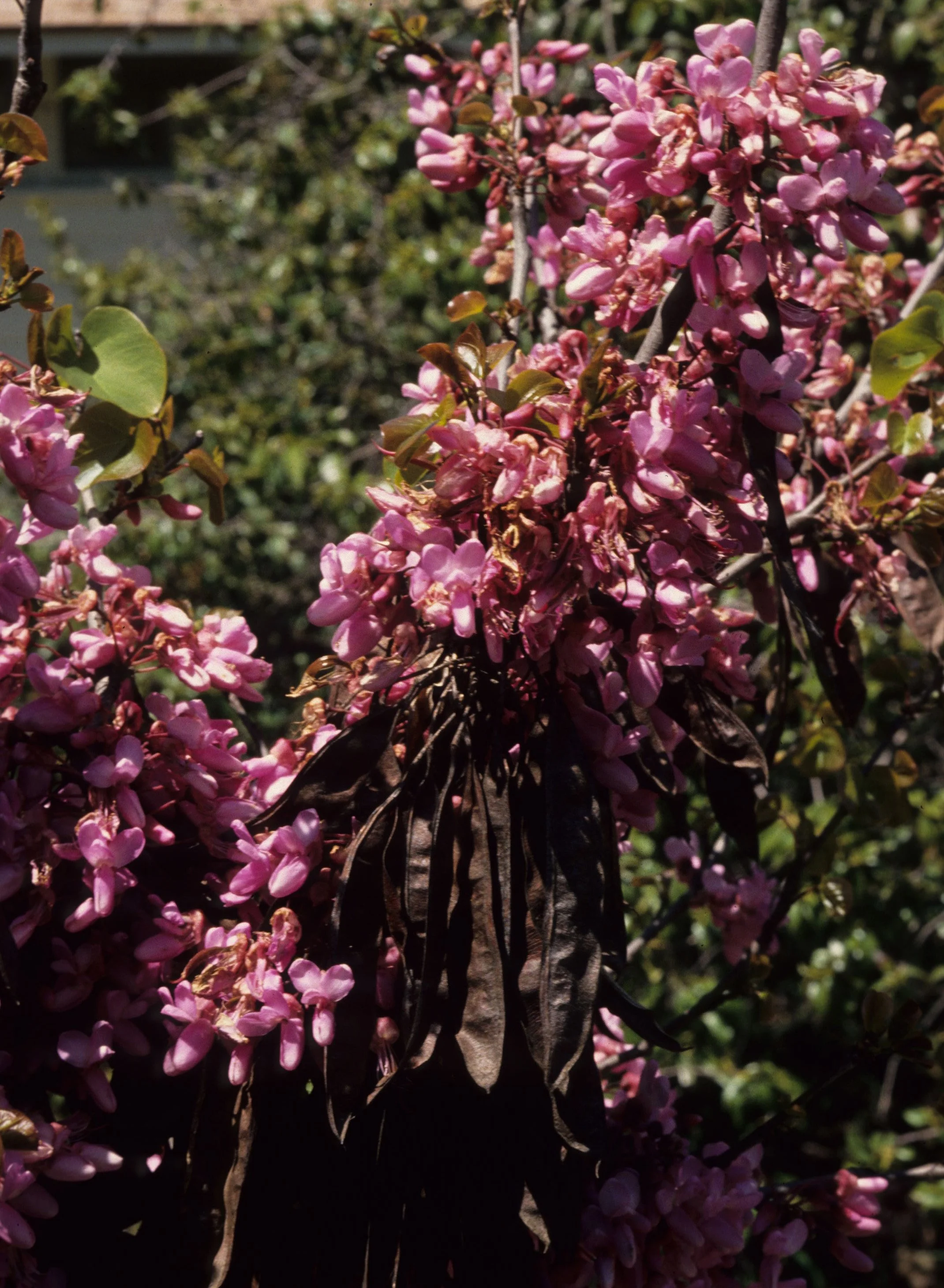 AMERICAN RIVER - WESTERN REDBUD.jpg