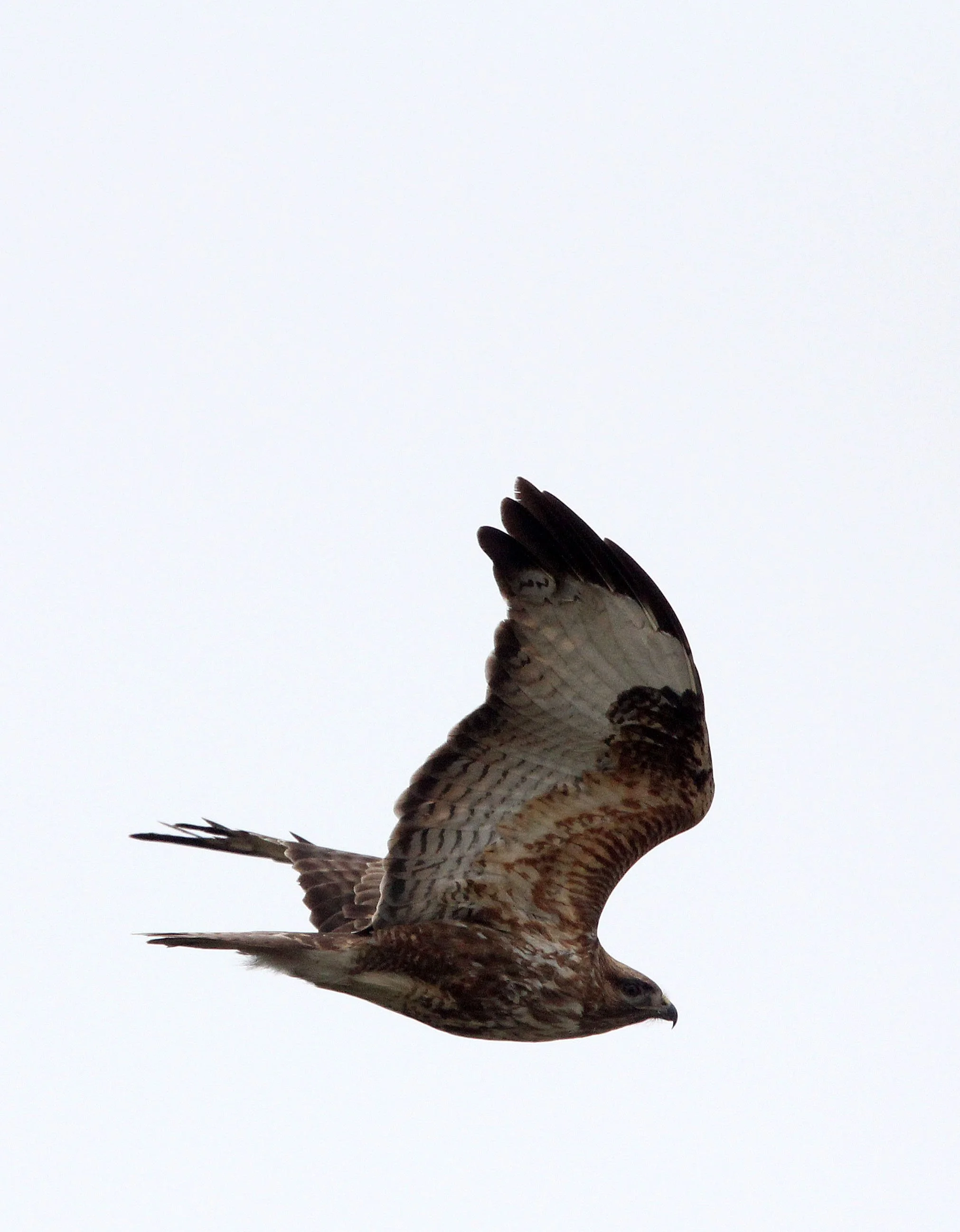 Buteo lagopus - ROUGH-LEGGED BUZZARD - WUTONG GOU DESERT ATTRACTION XINJIANG CHINA (6).JPG