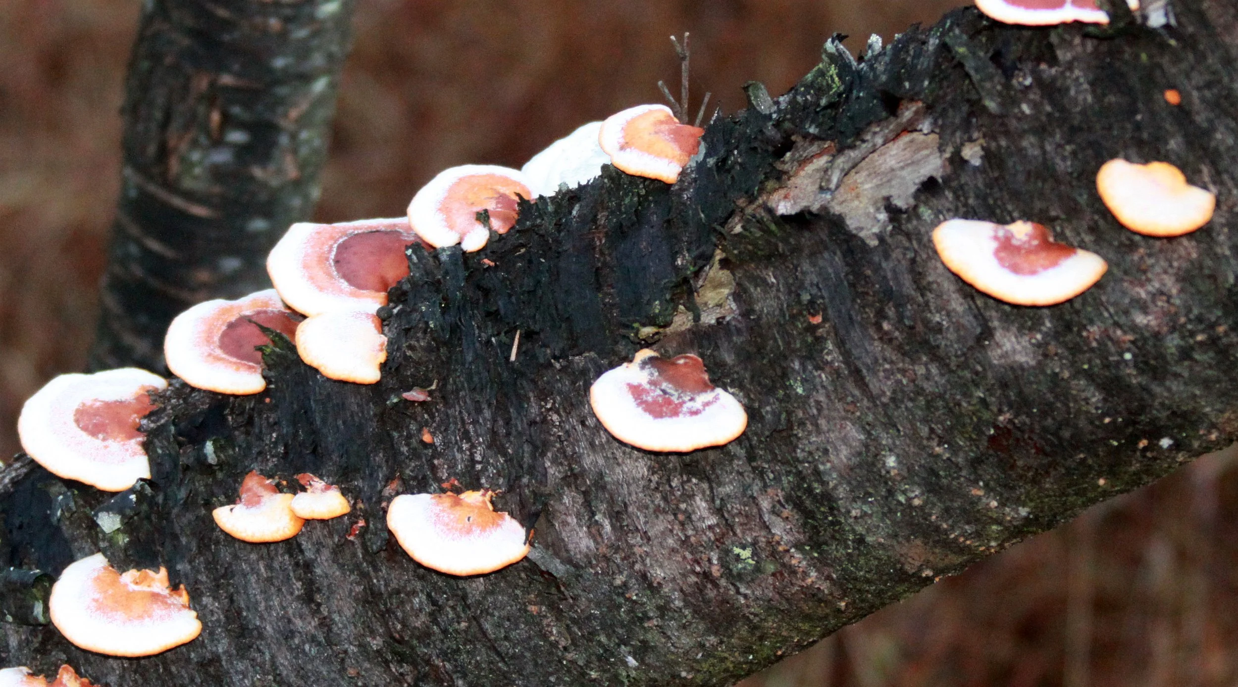 MEIHUASHAN - FUJIAN CHINA (54).JPG