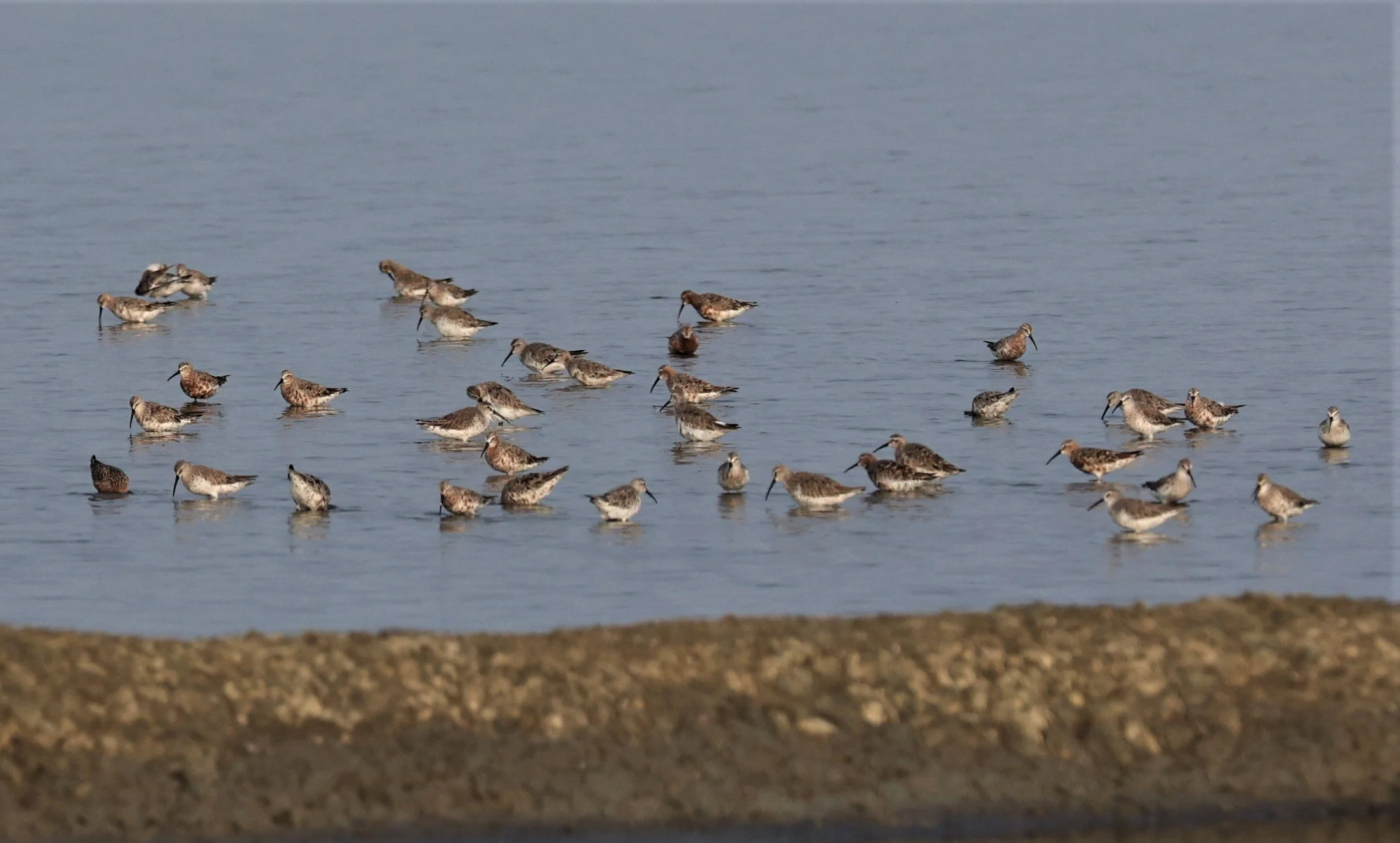 SANDPIPER - CURLEW SANDPIPER - Calidris ferruginea -LAEM PAK BIA MARCH 2022 (2).jpg