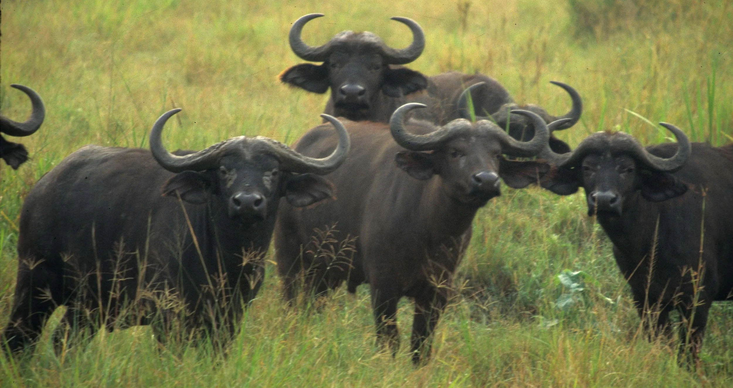 BOVID - CAPE BUFFALO-UGANDA (9).jpg