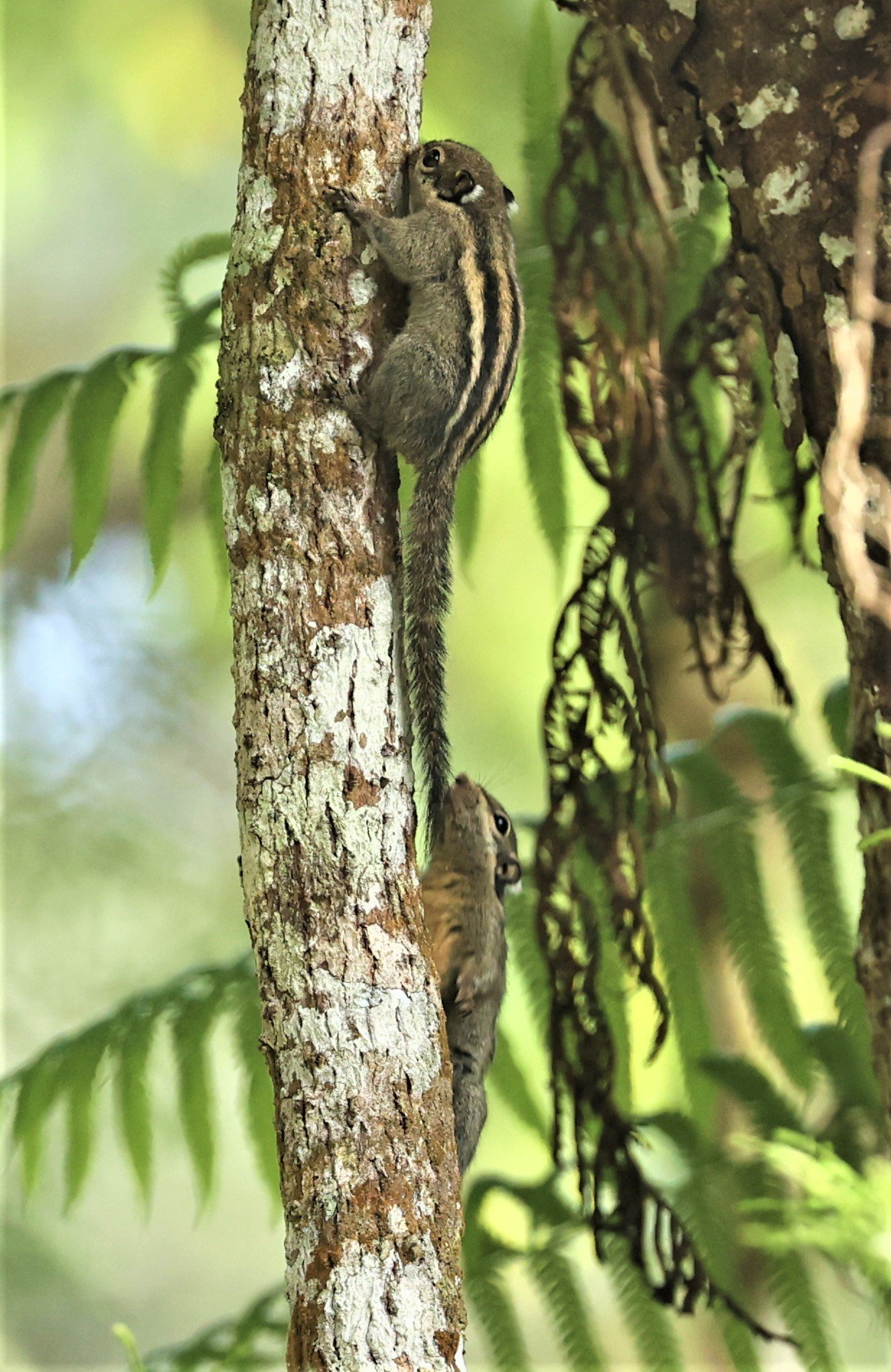 Tamiops mcclellandii - HIMALAYAN STRIPED SQUIRREL - FRASER'S HILL, MALAYSIA JUNE 2022 (1)A.jpg