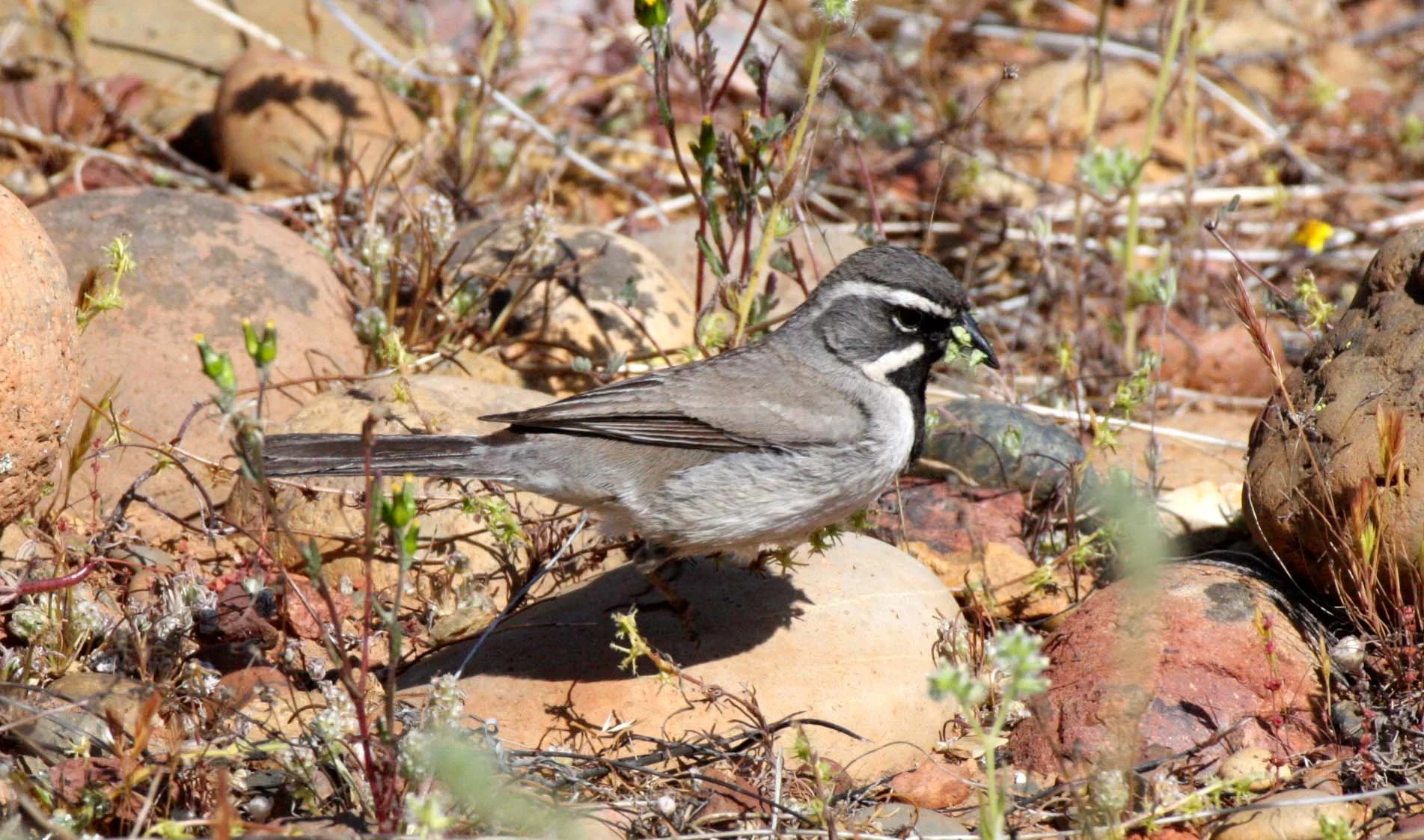 Black-throated Sparrow (Amphispiza bilineata) Catavina Desert Baja Mexico (6).JPG
