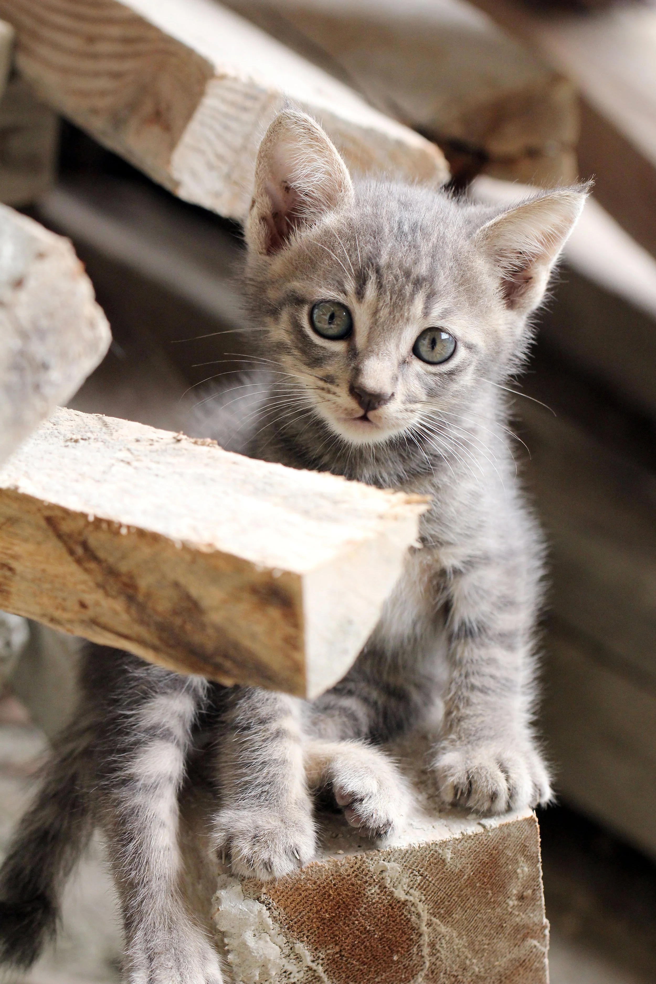 2015 Koh Lanta October Break Trip  (229).JPG