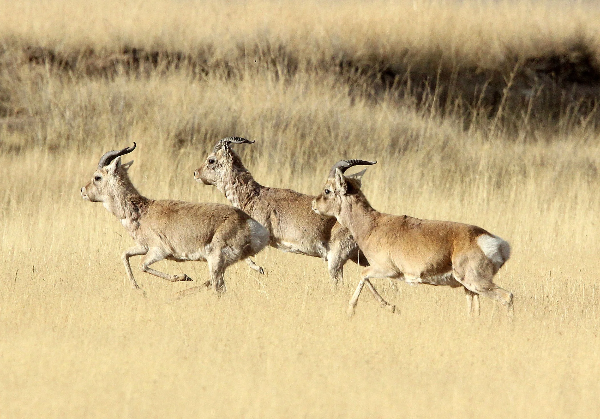GAZELLE - PRZEWALSKI'S GAZELLE - Procapra przewalskii - QINGHAI LAKE CHINA (132).JPG