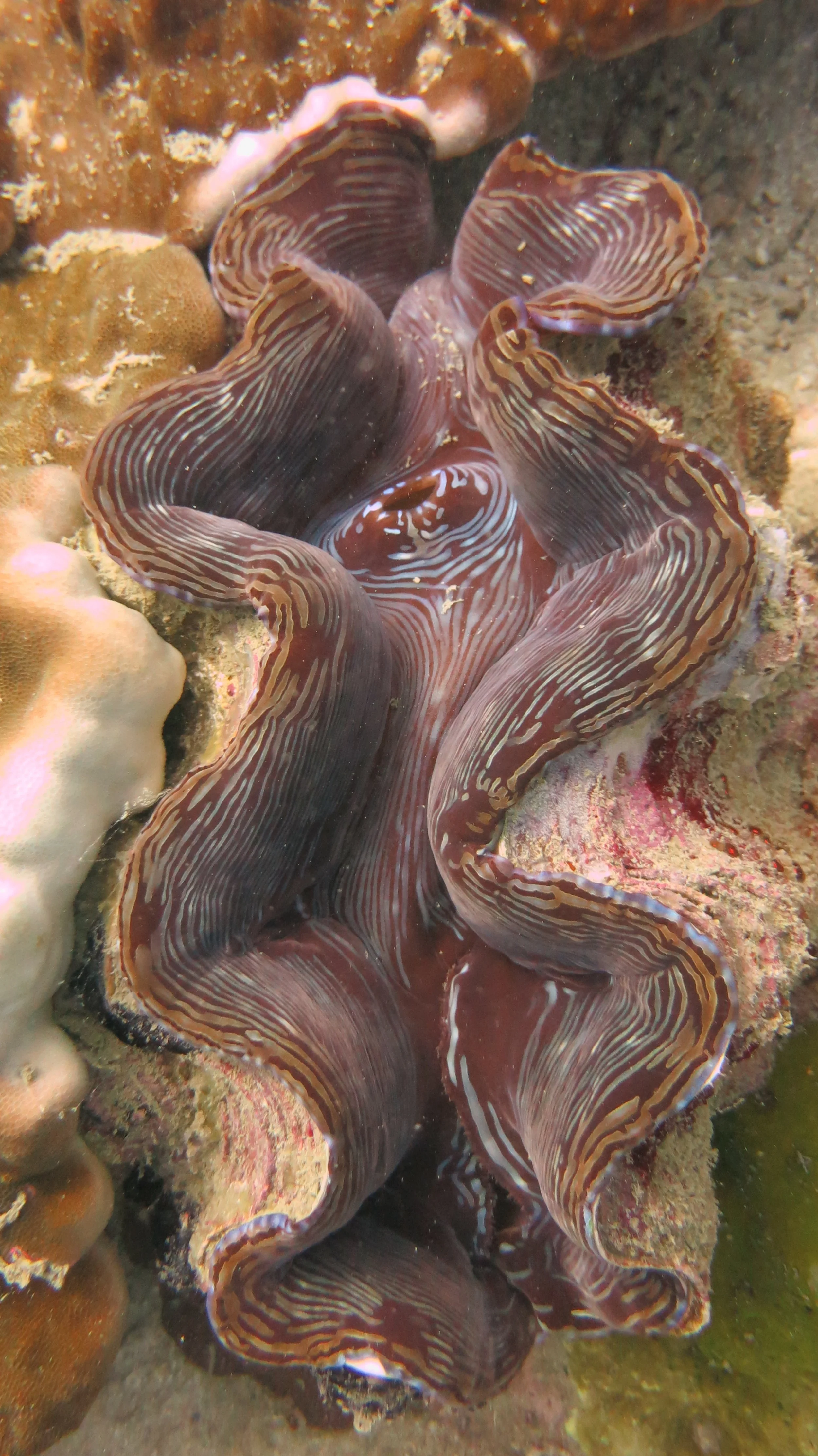 2016 BPS Satthahip Dive Trip with Marine Conservation Club (87).JPG