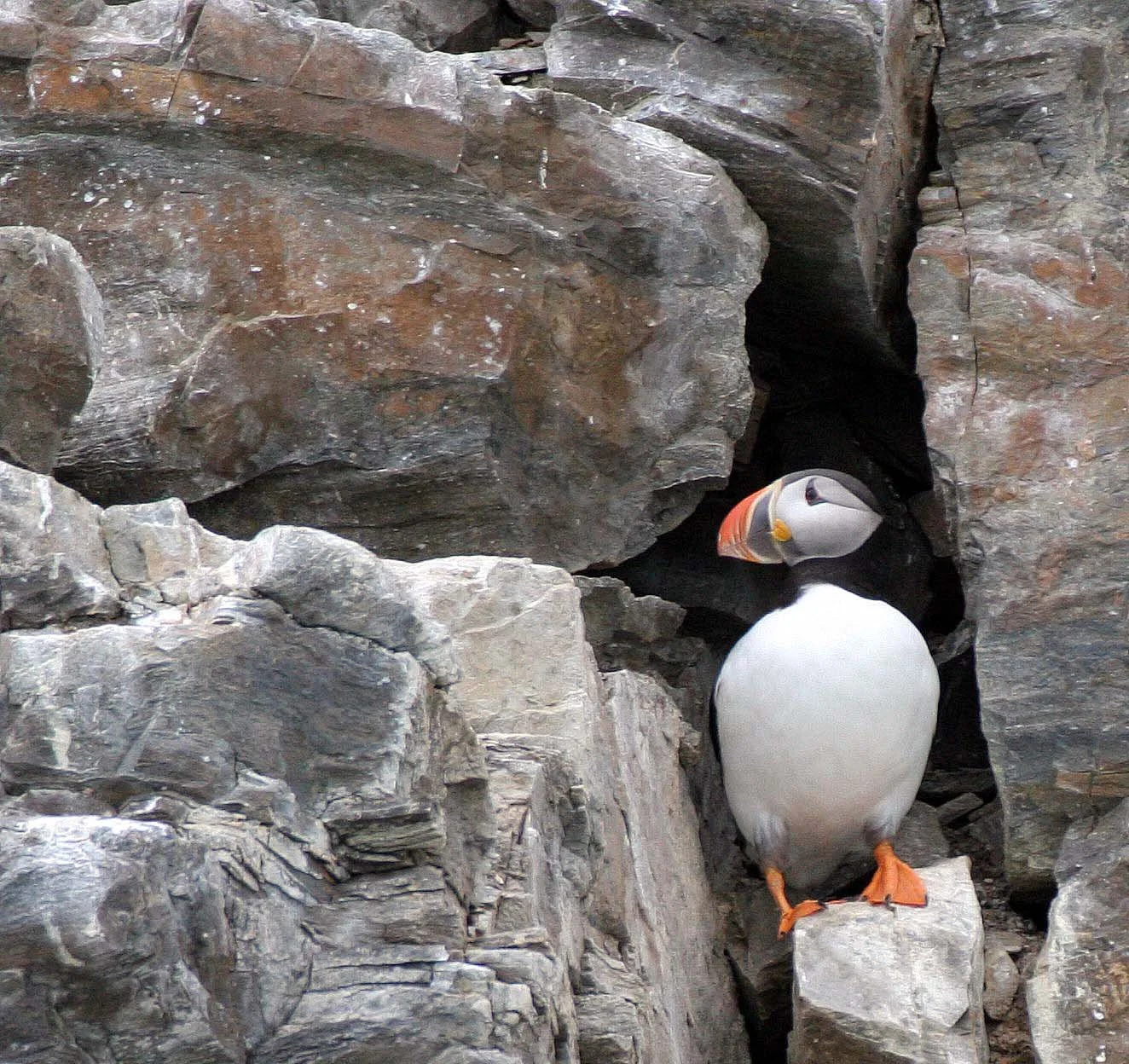 Fratercula arctica - ATLANTIC PUFFIN - SVALBARD (55).jpg