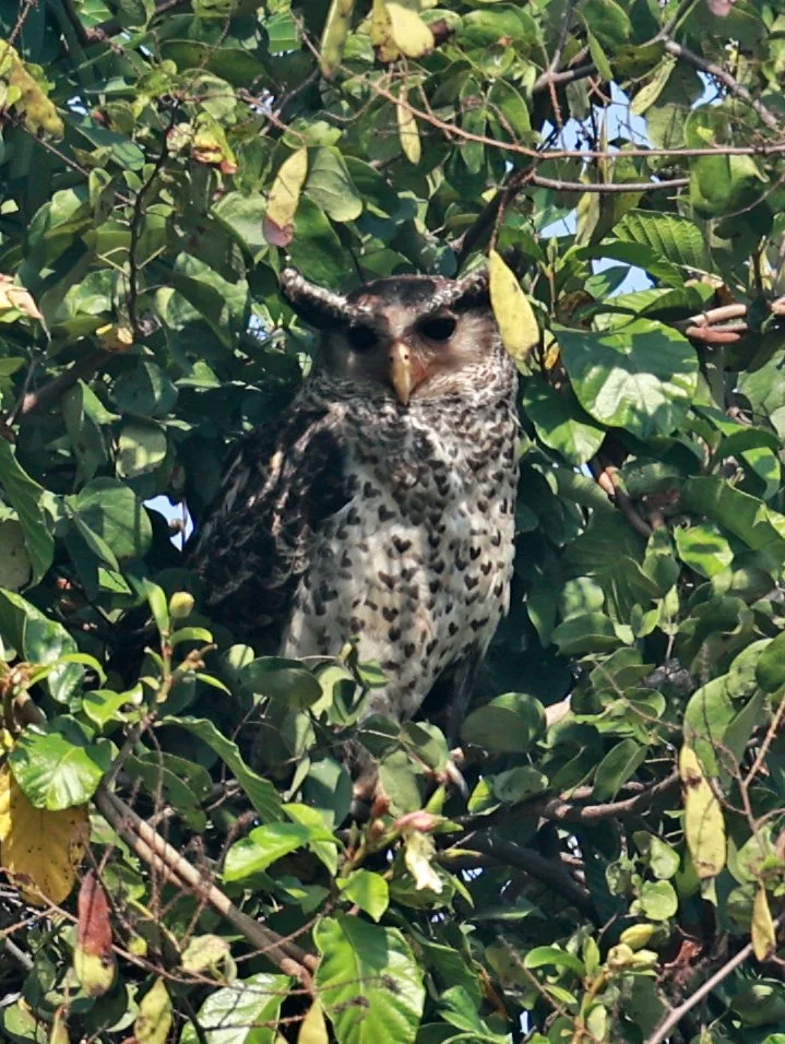 Spot-bellied Eagle-Owl (Bubo nipalensis)