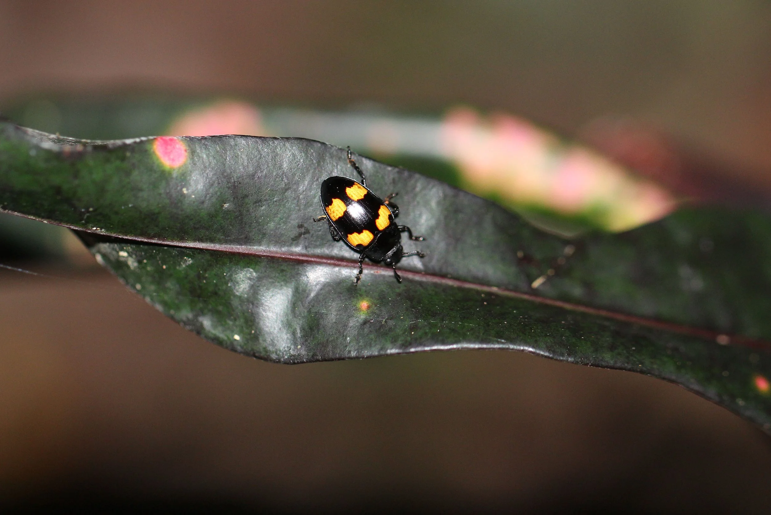Glischrochilus species - Sap-feeding Beetle - Koh Lanta, Thailand