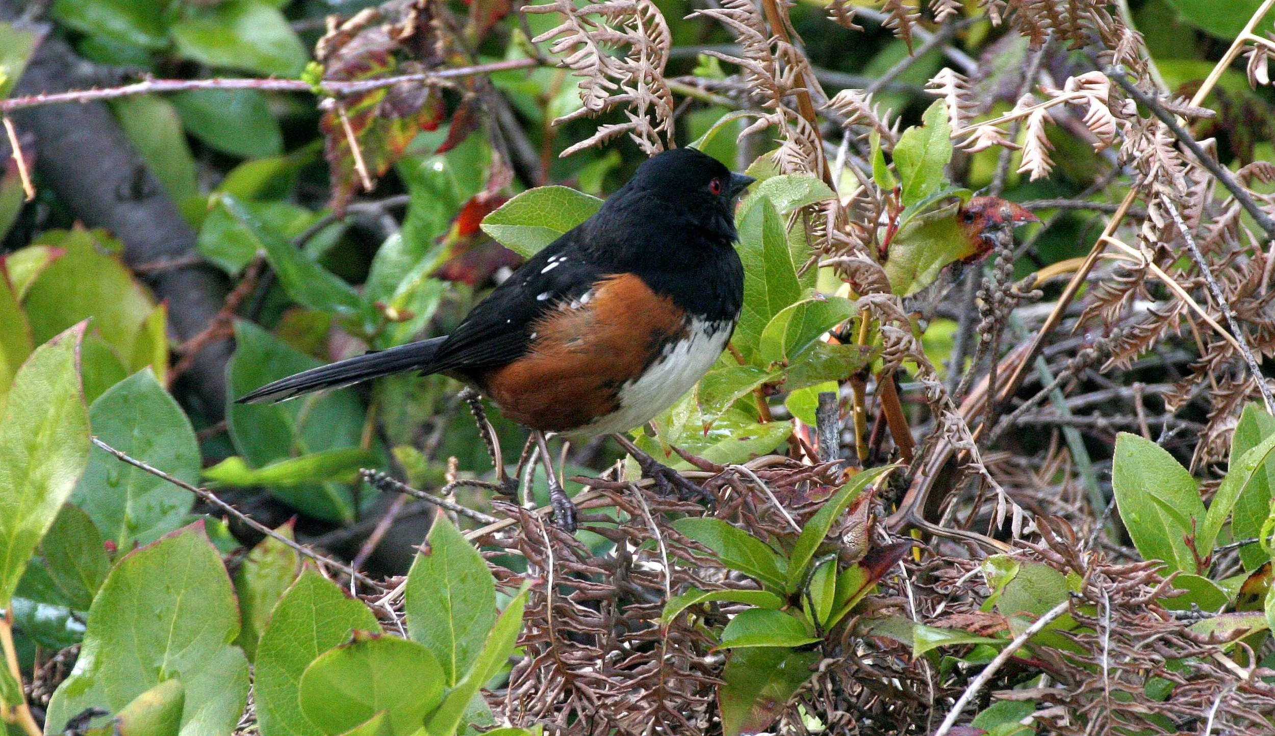 Spotted Towhee (Pipilo maculatus) Port Angeles Washington (3).jpg