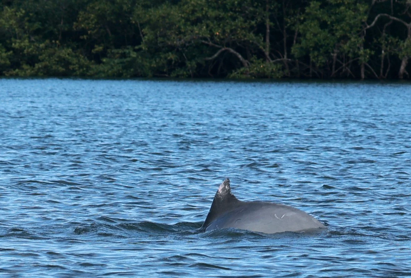 Guiana Dolphin (Sotalia guianensis) Superagüi National Park, Brazil (45).jpg