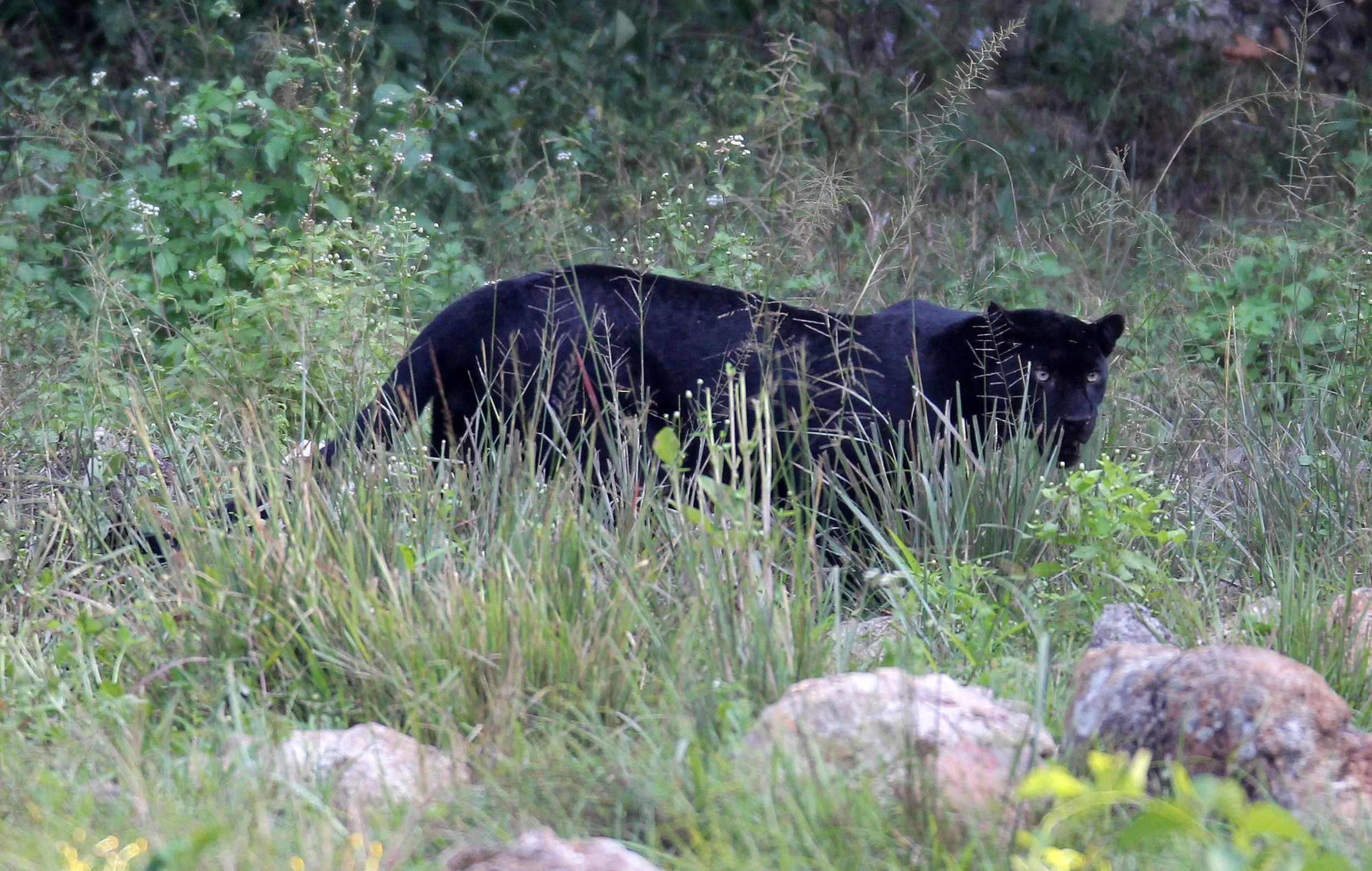 Panthera pardus delacouri - INDOCHINESE LEOPARD - MELANISTIC FORM - HUAI KHA KHAENG - KAPOK KAPIEN STATION & MINERAL LICK - THAI (94).JPG