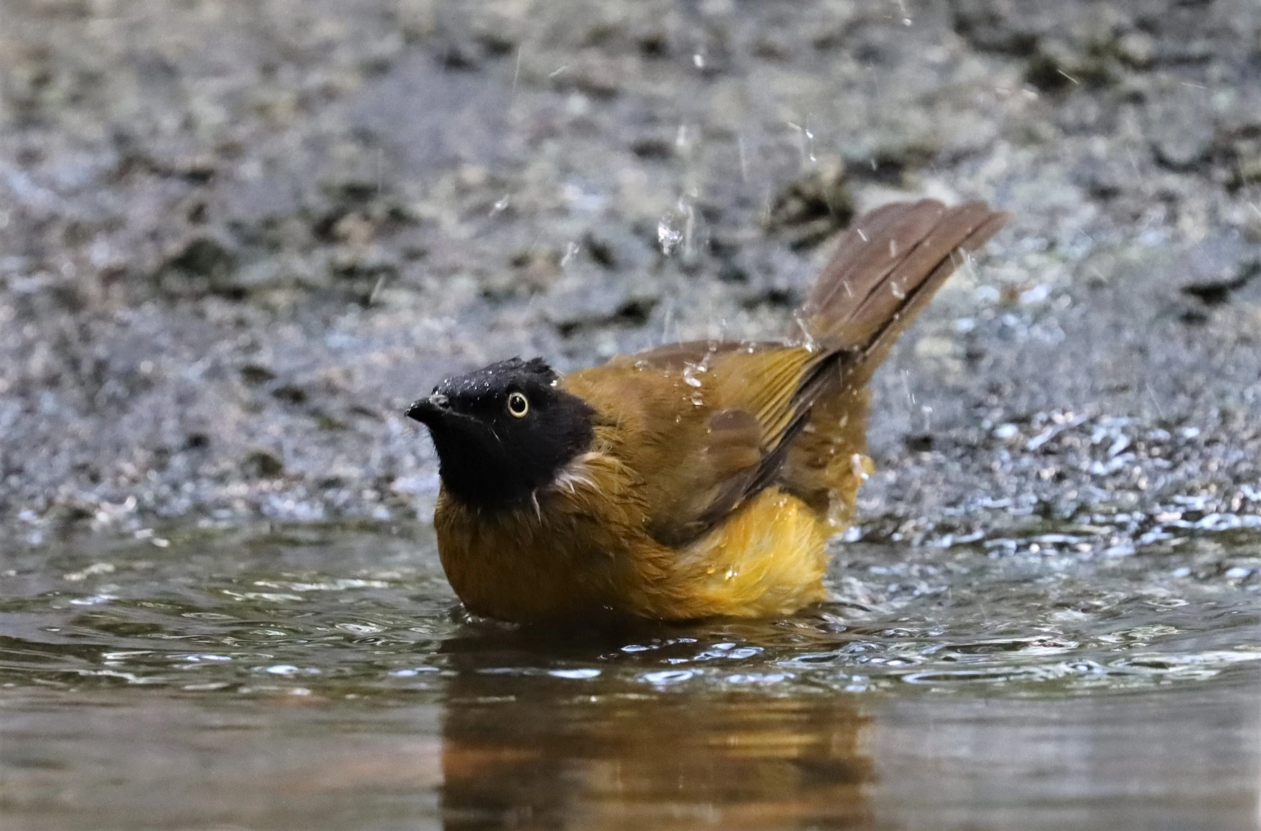 BULBUL - BLACK CRESTED BULBUL - Pycnonotus melanicterus - WAT THAM PRATHUN CHONBURI (2).jpg