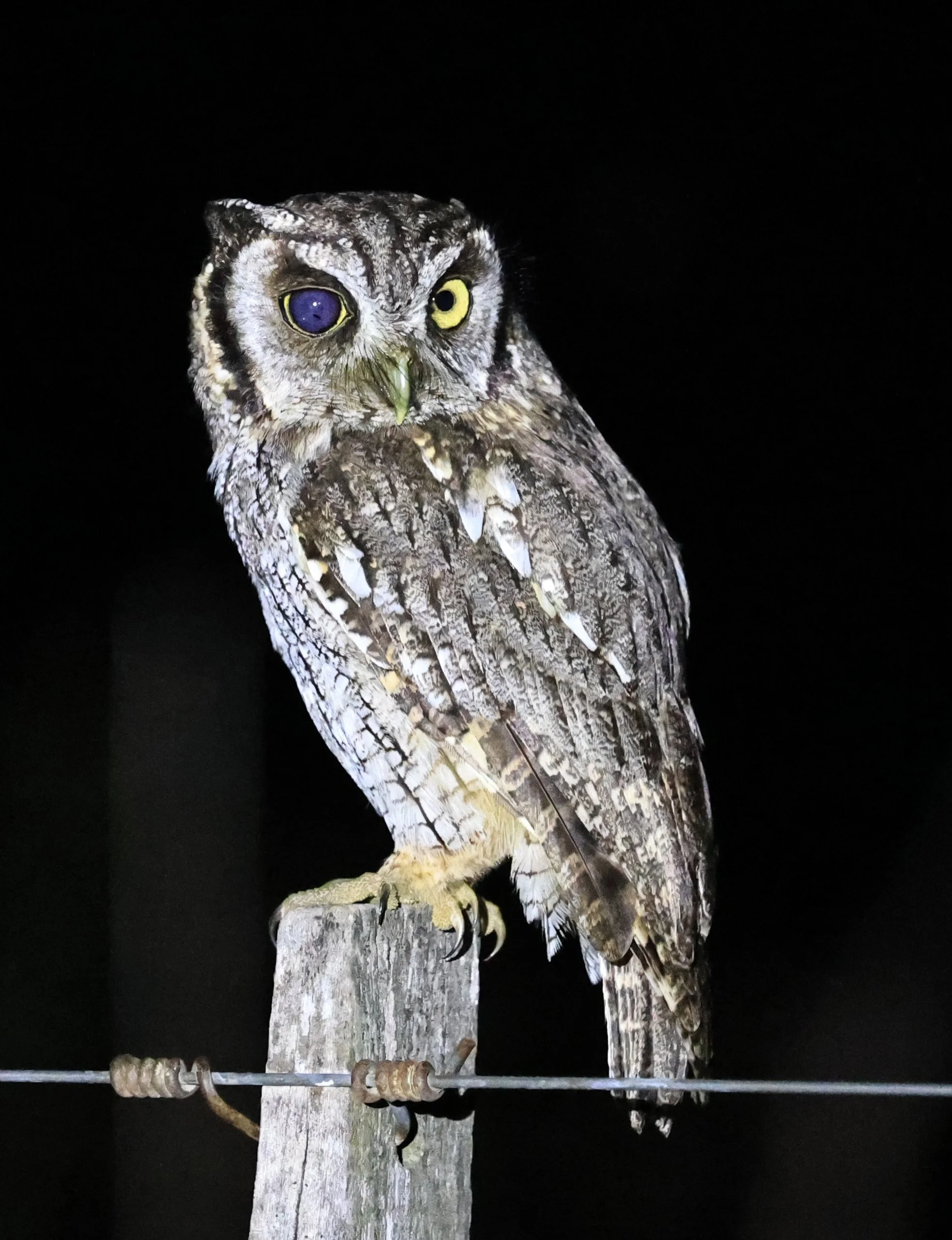 Tropical Screech-Owl (Megascops choliba) Hotel Campestre Iparoma Paraguay (19).jpg