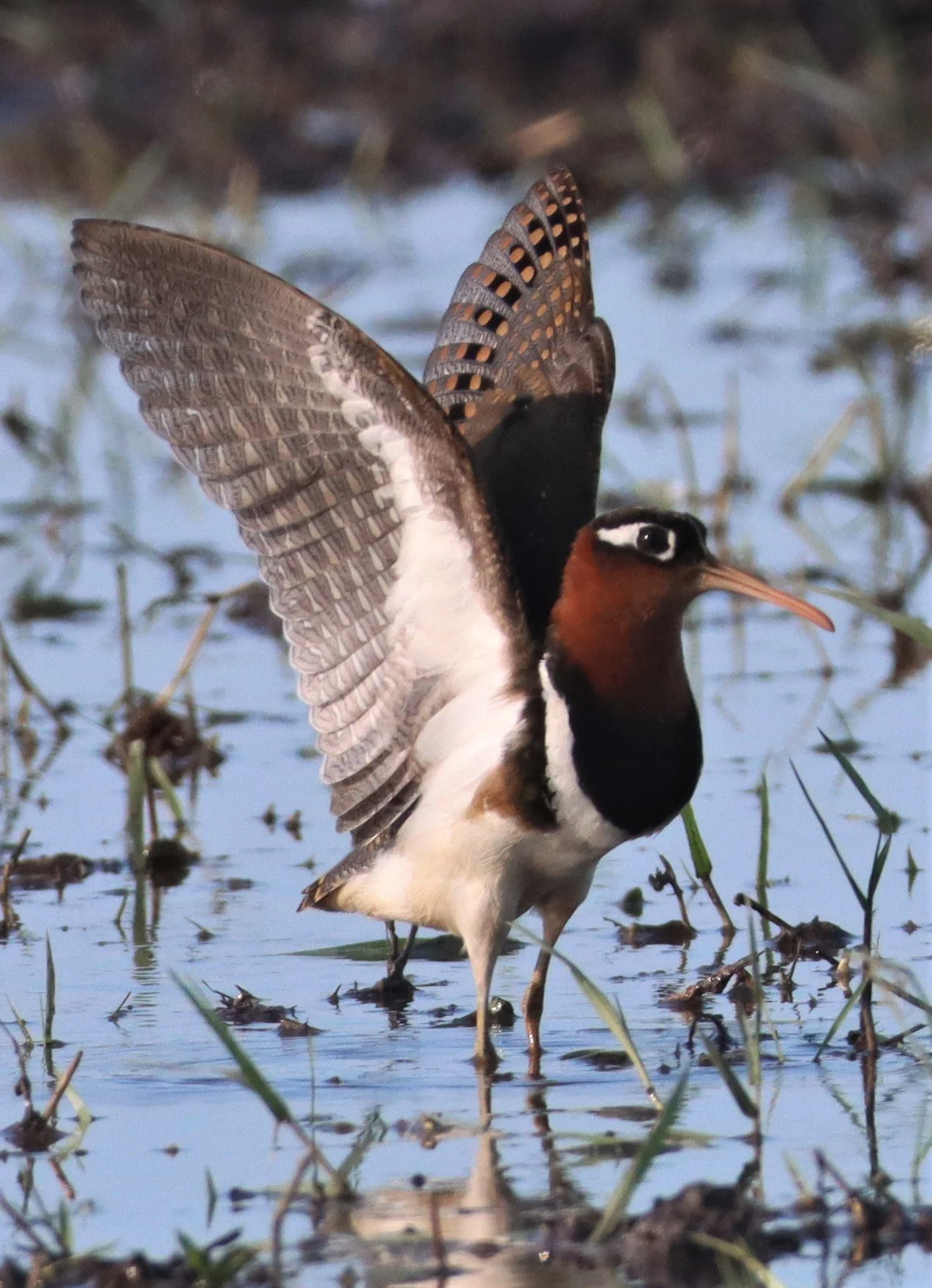 SNIPE - GREATER PAINTED SNIPE - Rostratula benghalensis - PATHUM THANI RICE RESEARCH CENTER (105).jpg