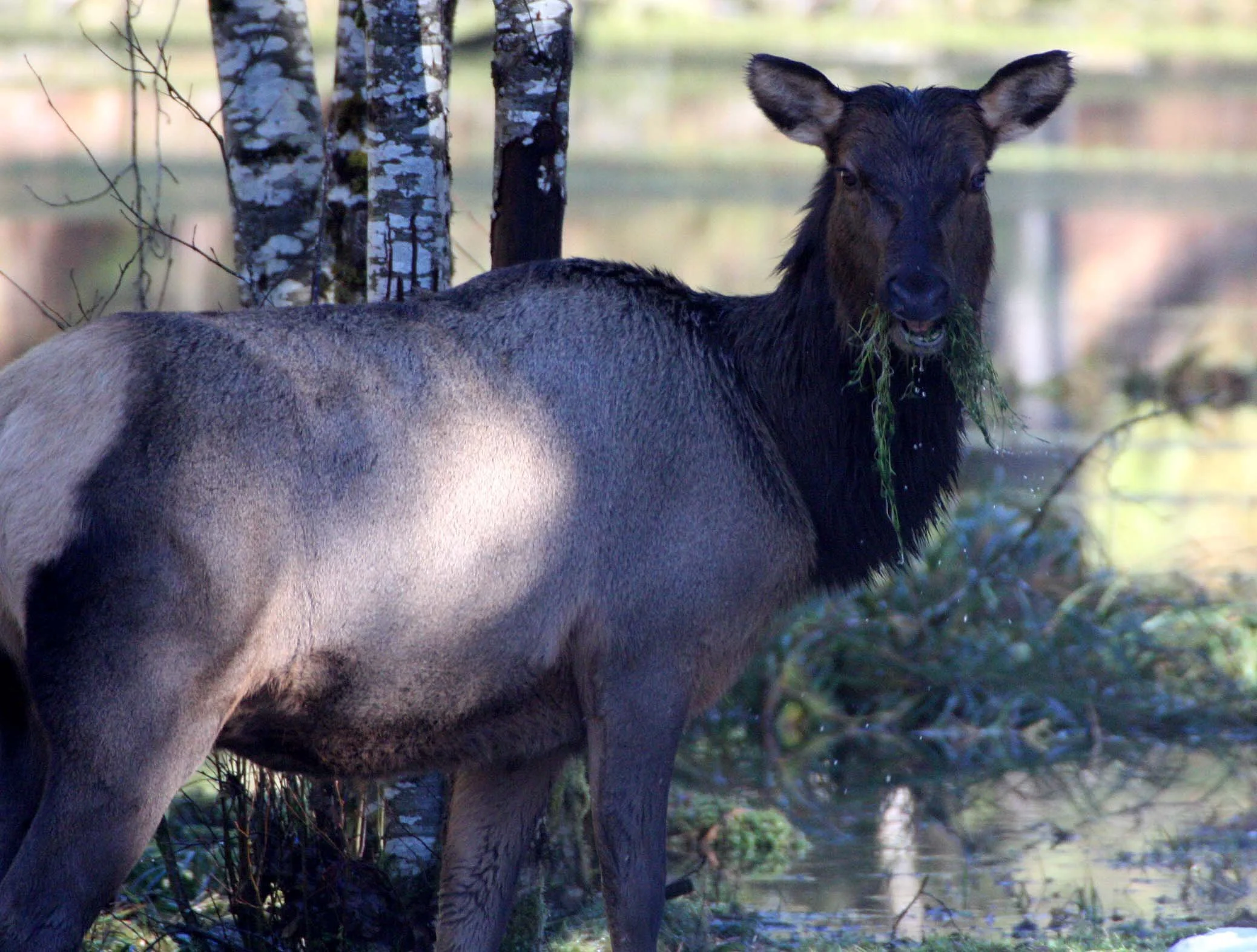 CERVID - ELK- ROOSEVELT ELK - HOH RAINFOREST WA (14).JPG