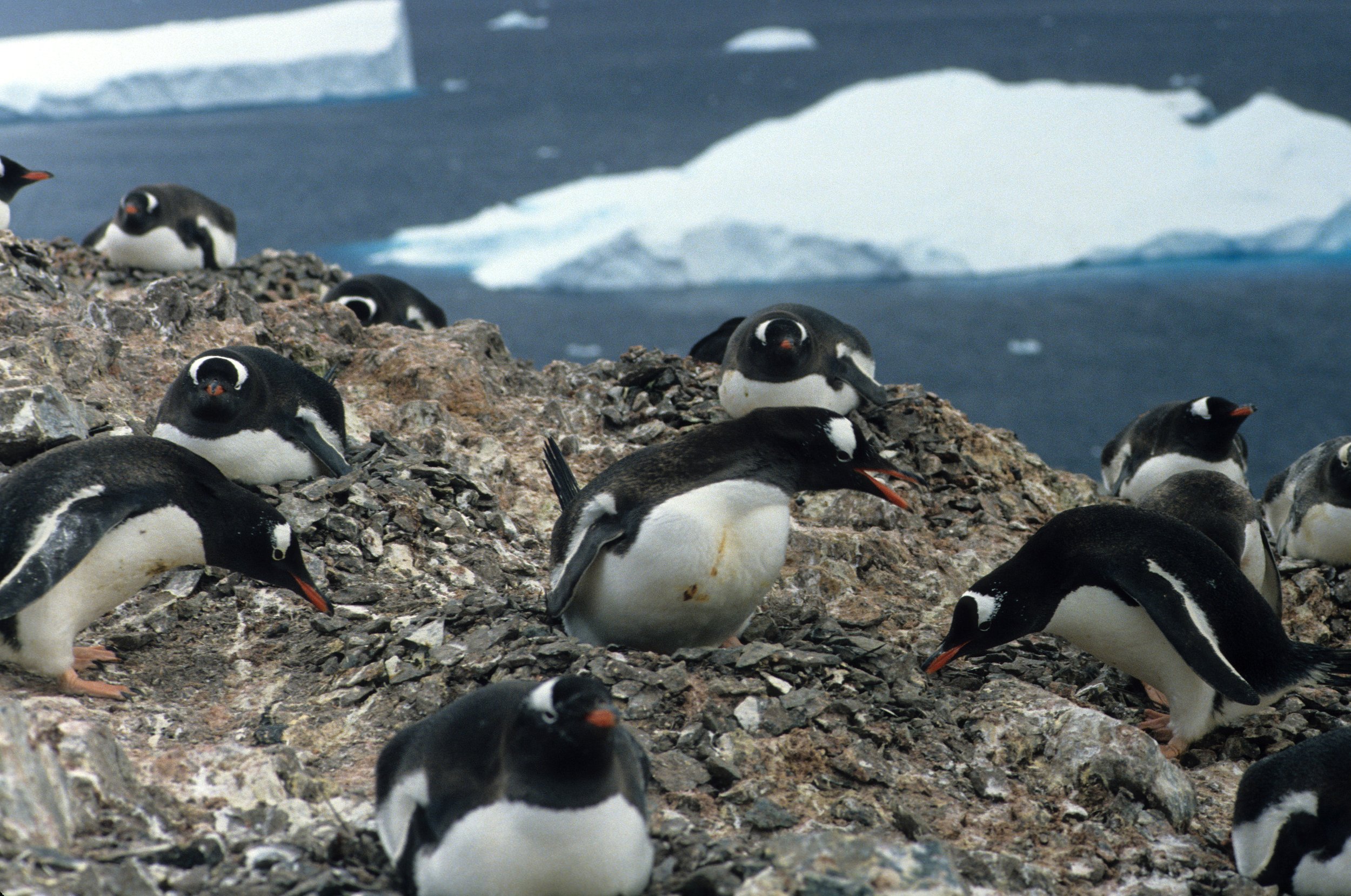 Gentoo Penguin (Pygoscelis papua) Antarctic Peninsula scanned slides 1996 (26).jpg