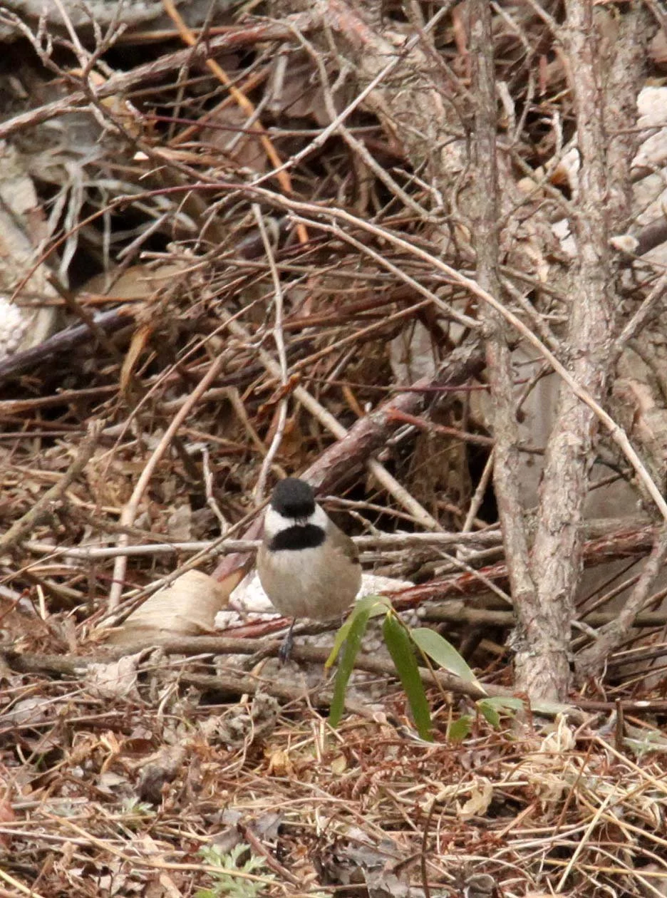 Willow Tit (Poecile montanus) Foping Nature Reserve, Shaanxi China (4).JPG