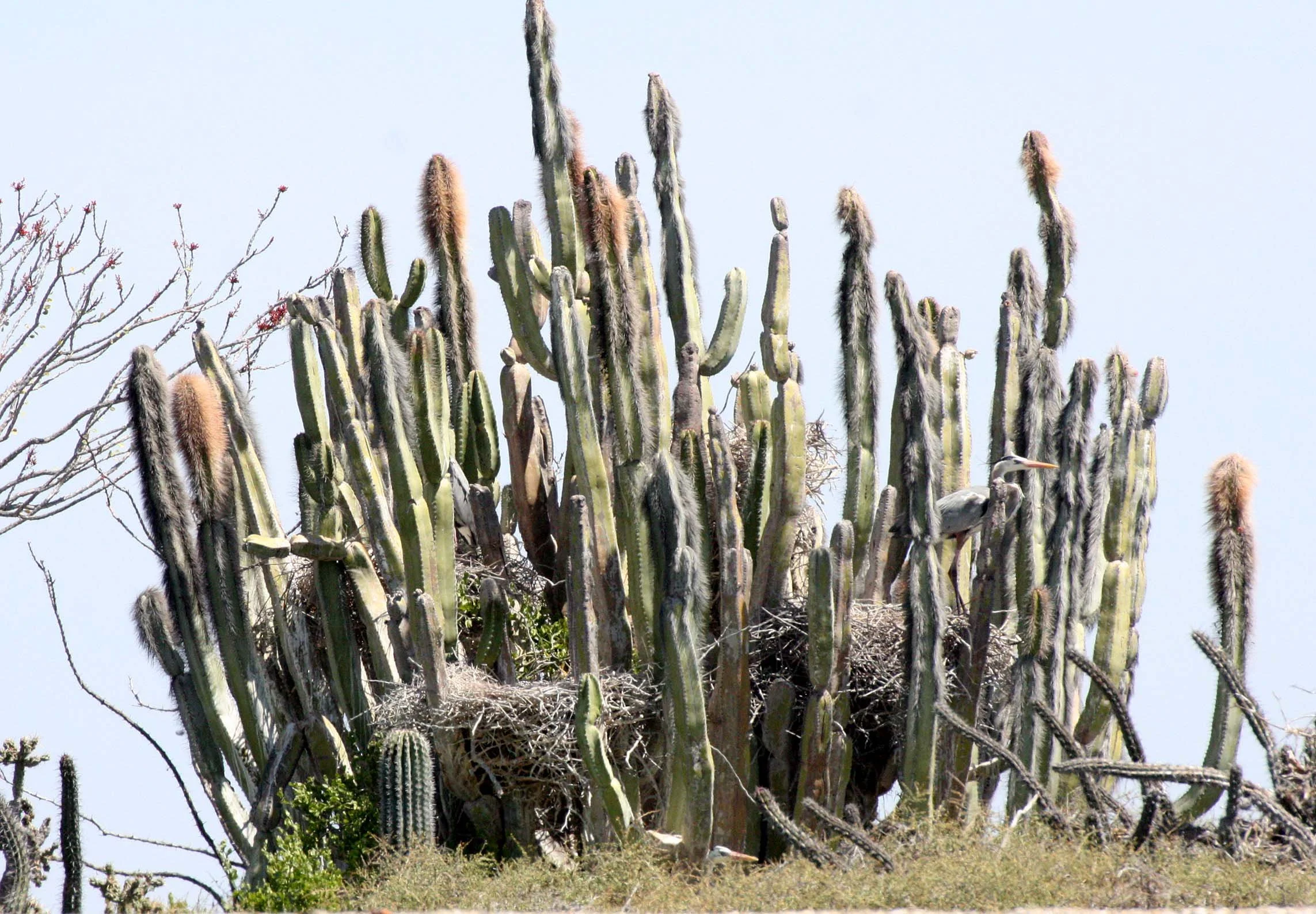 HERON - GREAT BLUE HERON- Ardea herodias - ROOKERY IN OLD MAN CACTUS - SAN IGNACIO LAGOON BAJA MEXICO (10).JPG