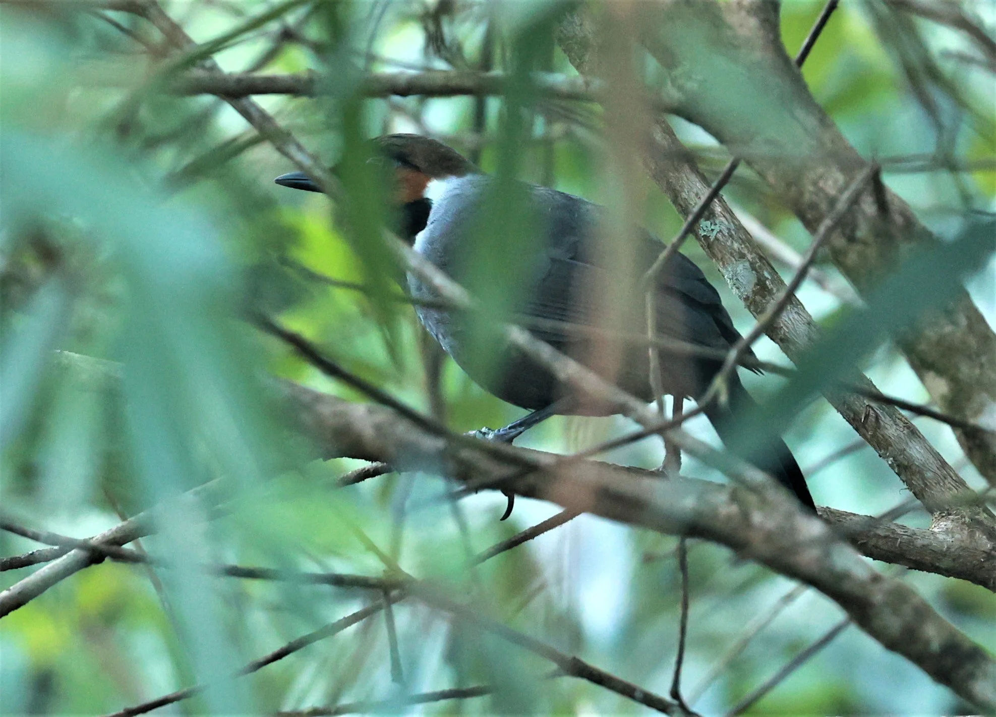 LAUGHINGTHRUSH - WHITE-NECKED LAUGHINGTHRUSH - Garrulax strepitans - Phu Luang Wildlife Reserve Loei Province (9).jpg