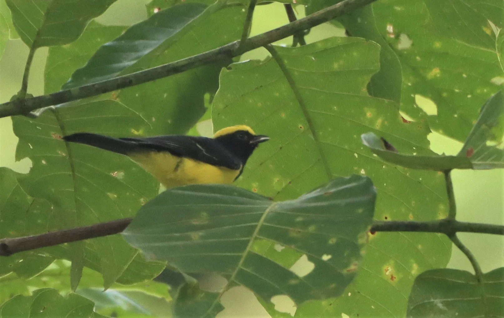 Sultan Tit (Melanochroa sultanea) Kaeng Krachan National Park, Thailand (4).jpg