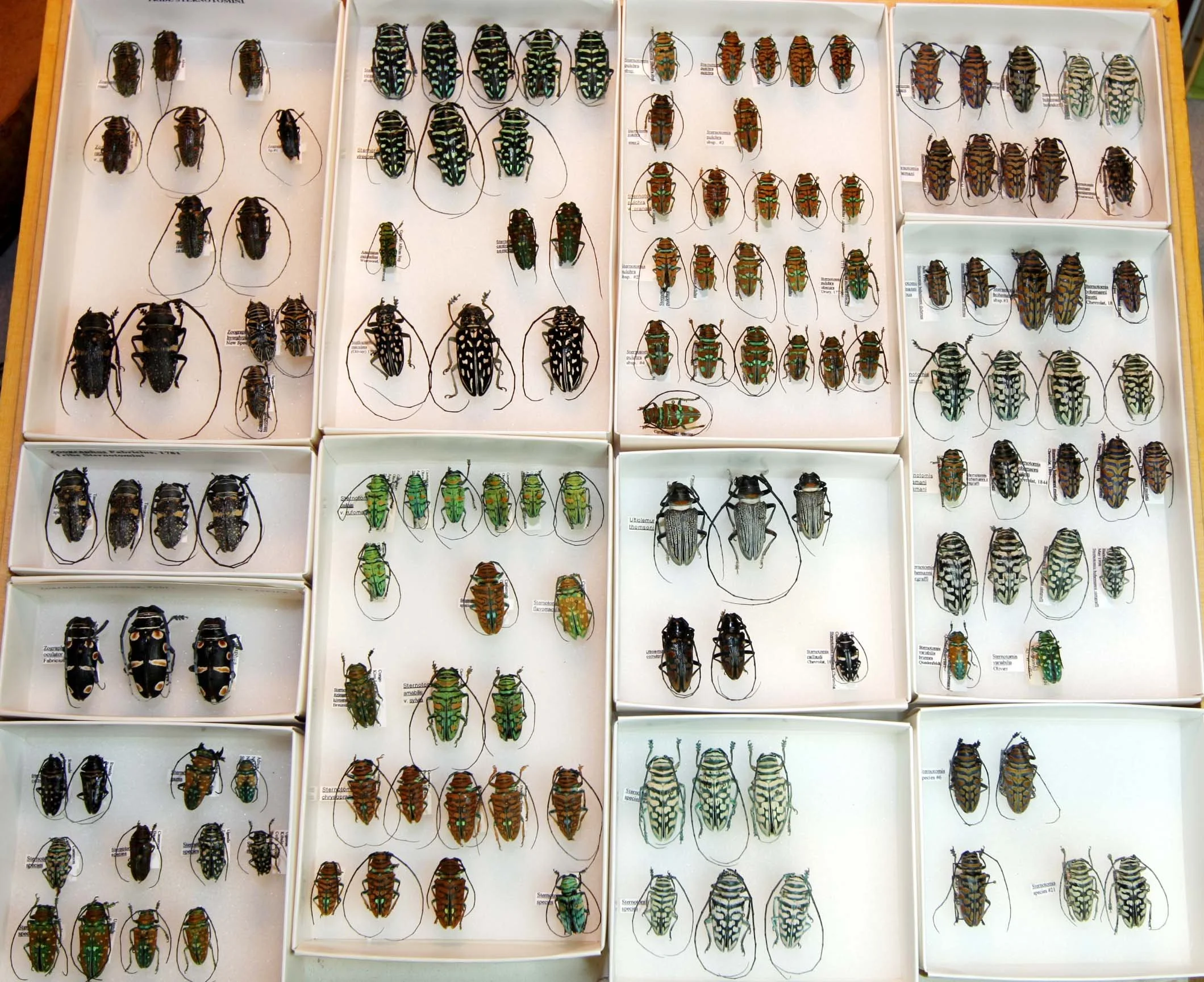 30 Lamiinae - Sternotomini.JPG