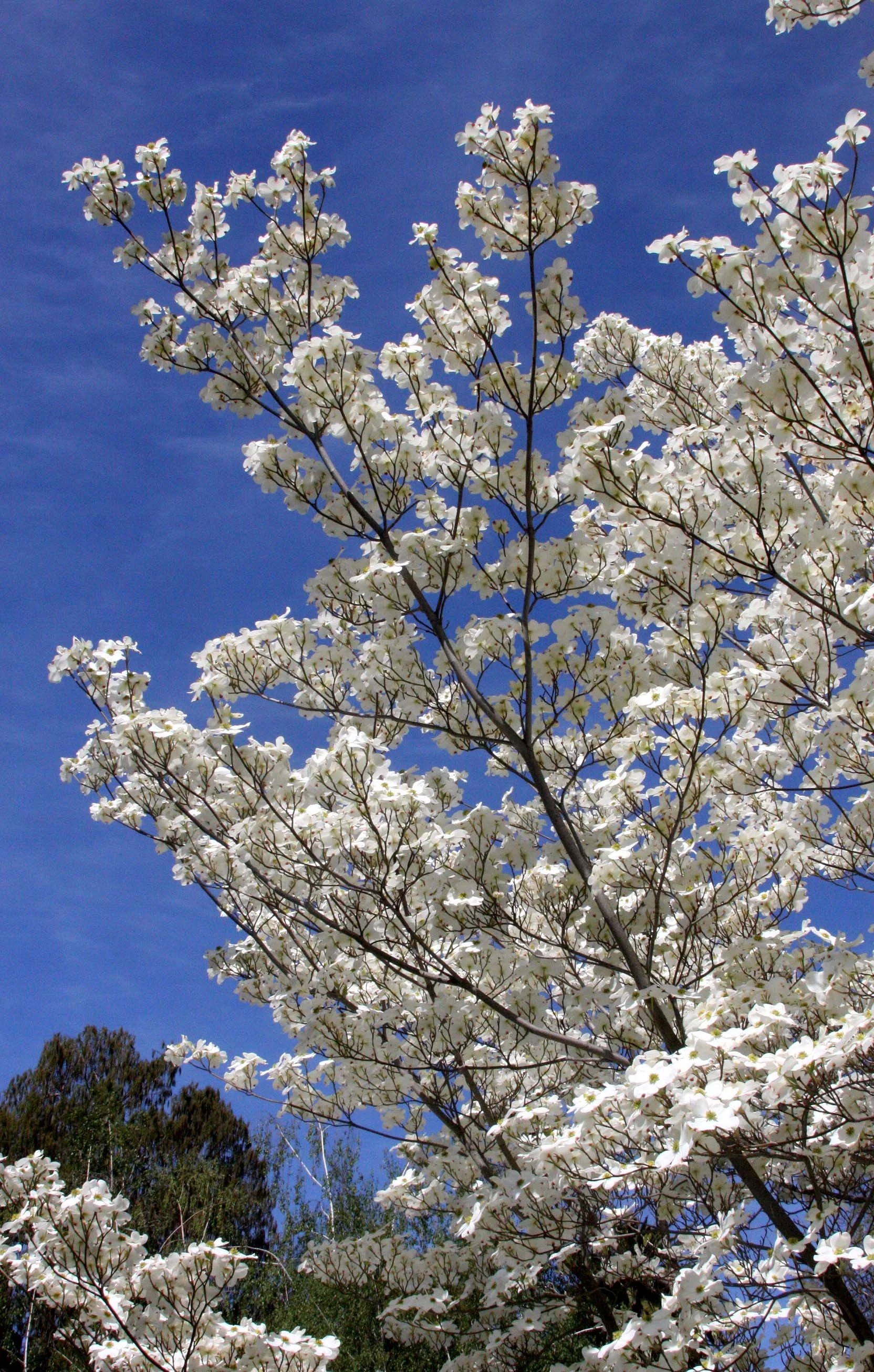 2010-4-9 SACRAMENTO CALIFORNIA - CAPITAL BUILDING (2).JPG