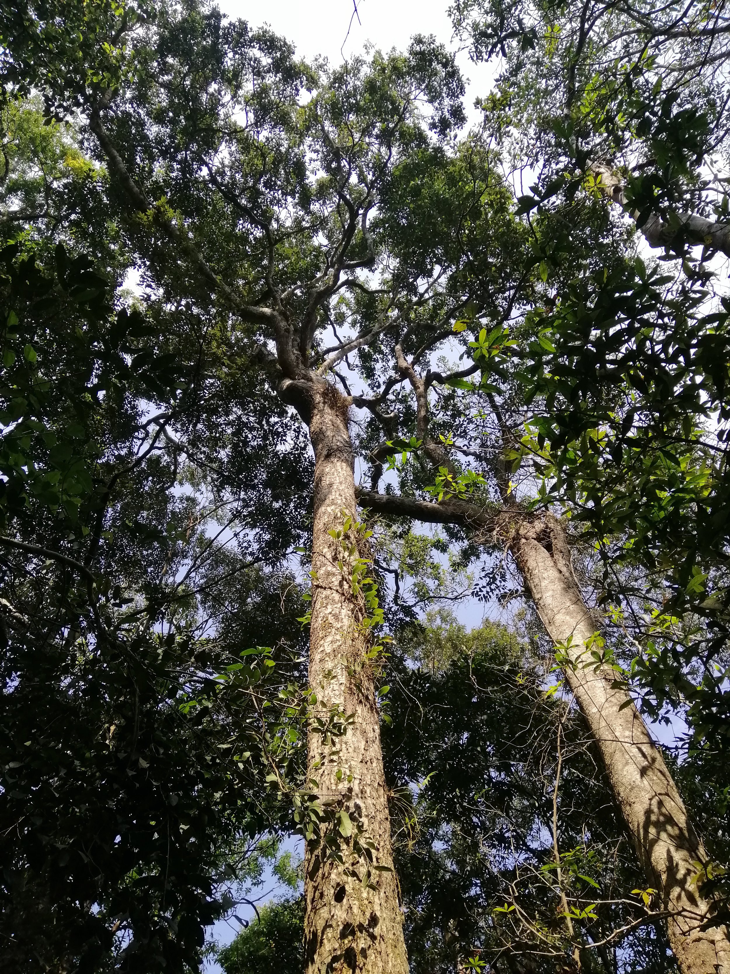 One of the larger forest species at Pha Diew Dai, Dipterocarpus costatus stands tall in the complex ecosystem at the top.