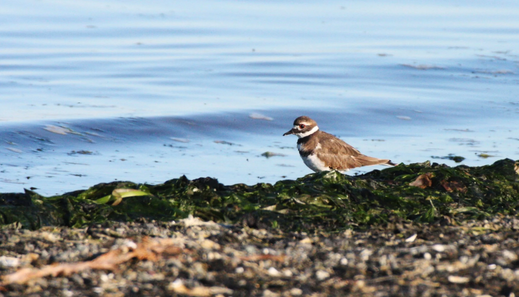 BIRD - KILLDEER - SEQUIM BAY WA (4).JPG