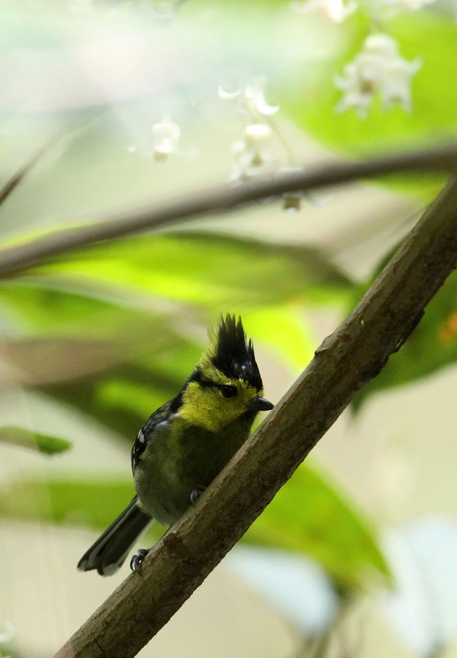 Yellow-cheeked Tit (Machlolophus spilonotus) Wuliangshan Nature Reserve, Yunnan China (2).JPG