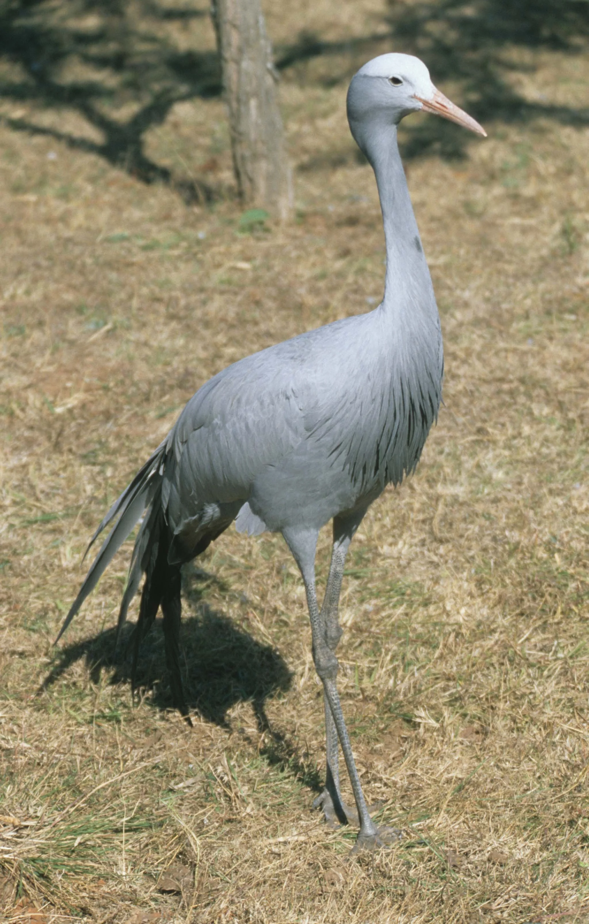 BIRDS - CRANE - BLUE - KRUGER B.jpg