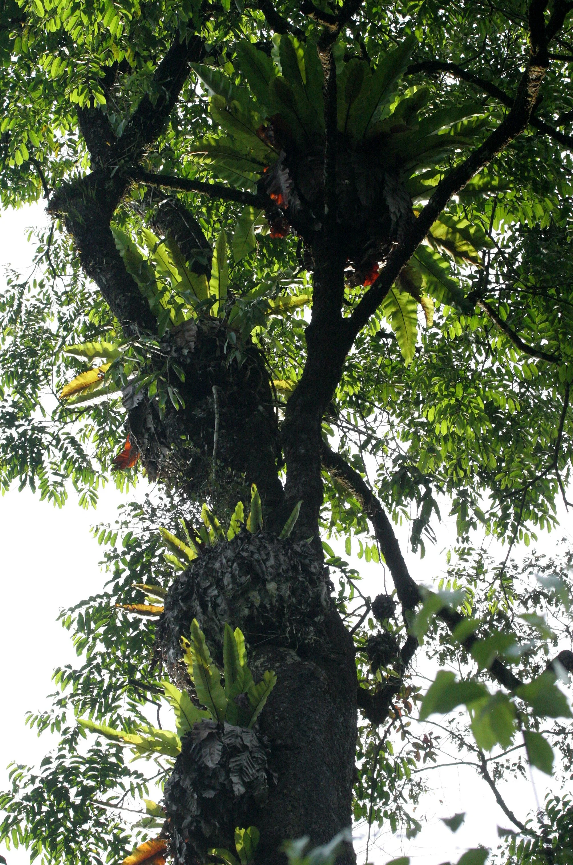 DANUM VALLEY BORNEO - BIRD NEST FERNS .JPG