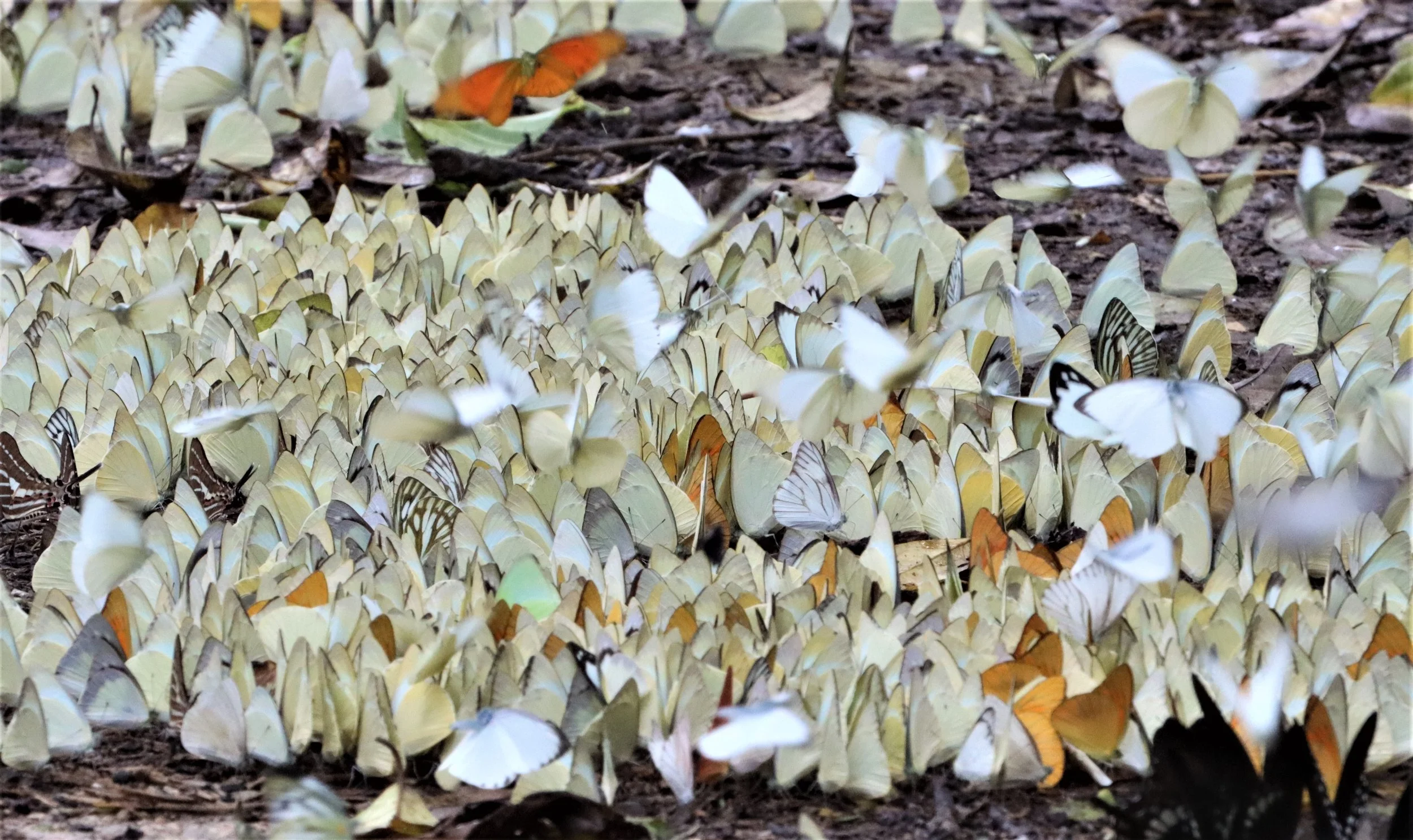 Pieridae (Whites and Yellows): Common Grass Yellow (Eurema), Orange Gull (Cepora judith), Striped Albatross (Appias libythea), and Common Gull.